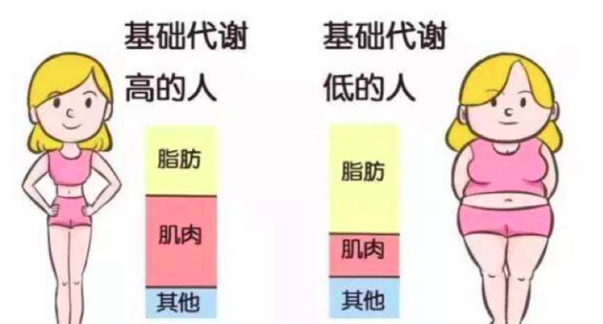 基礎代謝