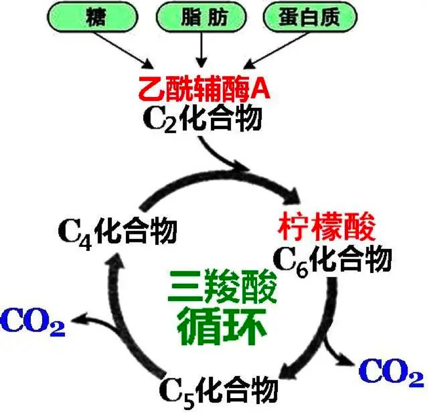 檸檬酸循環