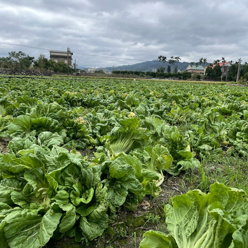 公館大坑客家梅干菜(梅乾菜) | 使用產銷履歷芥菜製作