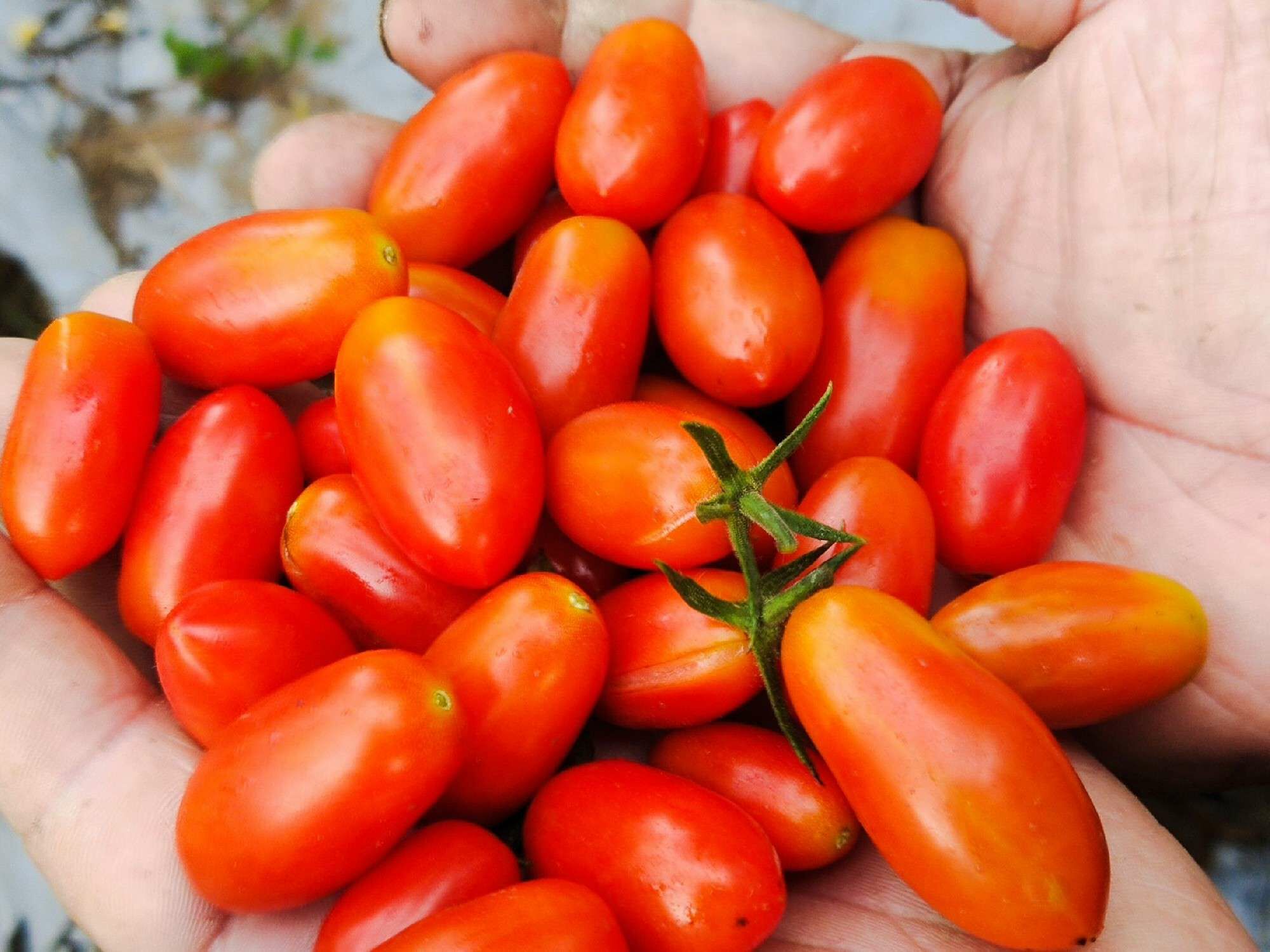 (限時限量)【人人好果園】美濃玉女小番茄 口感佳 味道美 甜度好 (多品種/規格)