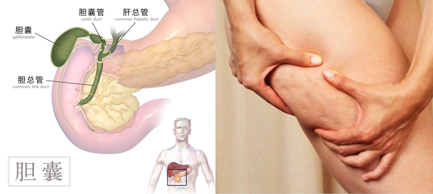 膽汁