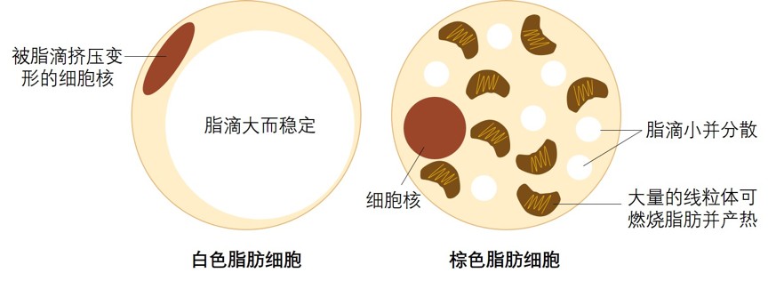 脂肪細胞