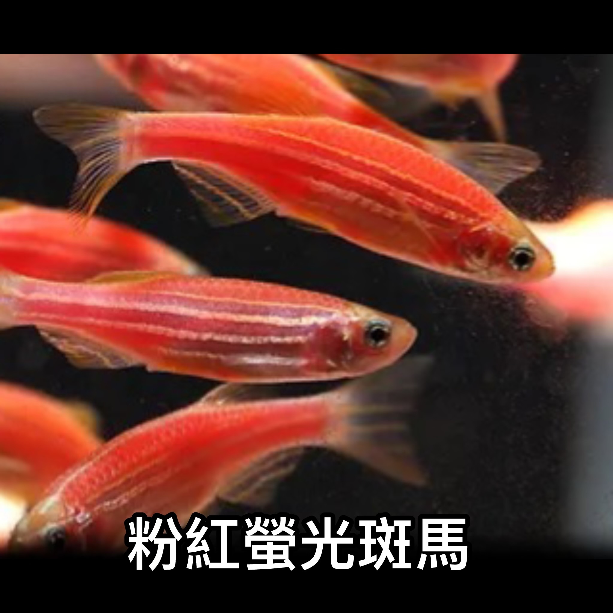 粉紅螢光斑馬 ｜Zebrafish