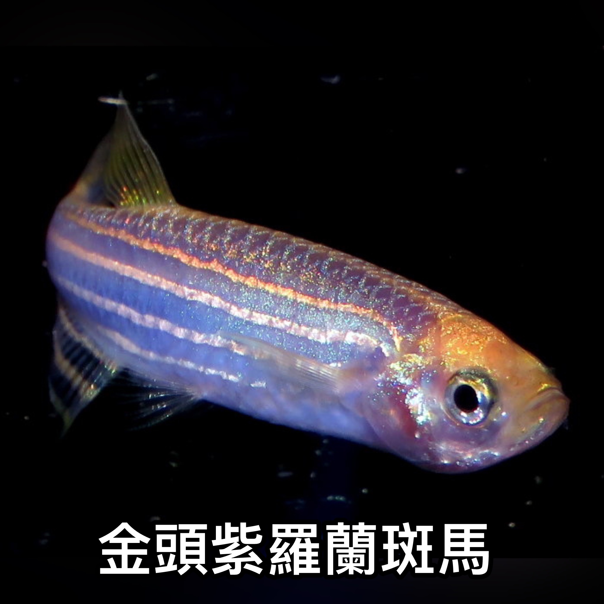 金頭紫羅蘭斑馬 ｜zebrafish