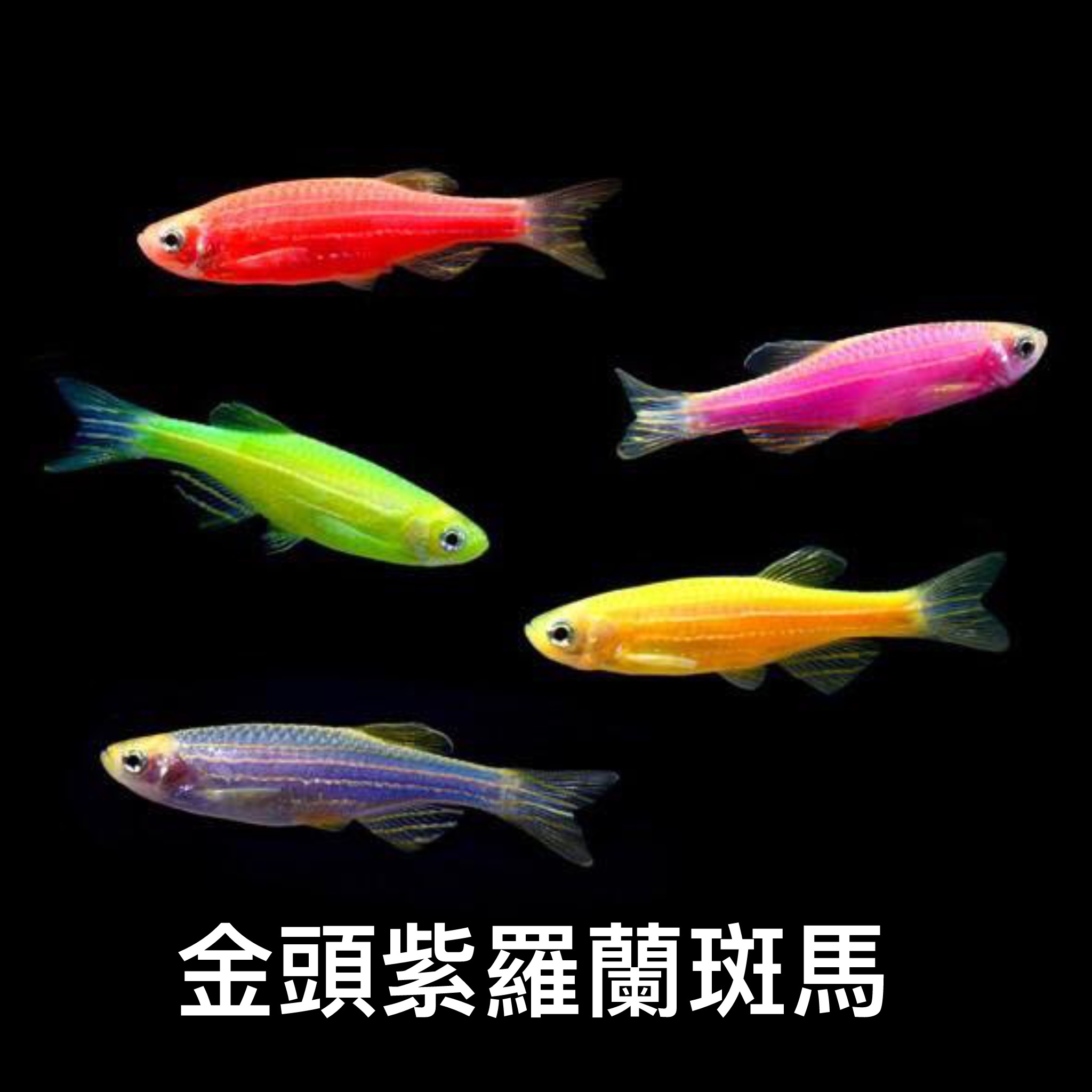 金頭紫羅蘭斑馬 ｜zebrafish