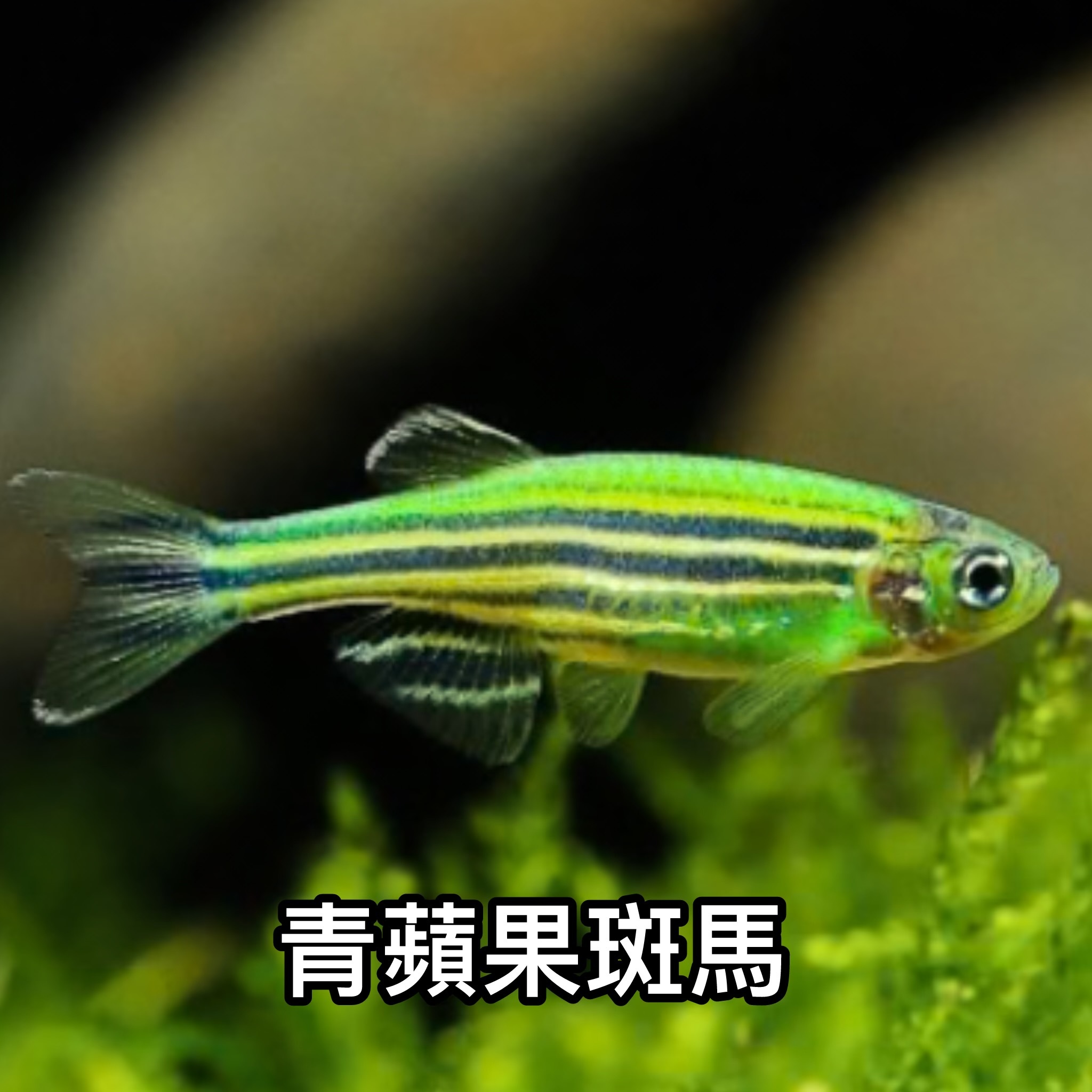 青蘋果斑馬 ｜zebrafish