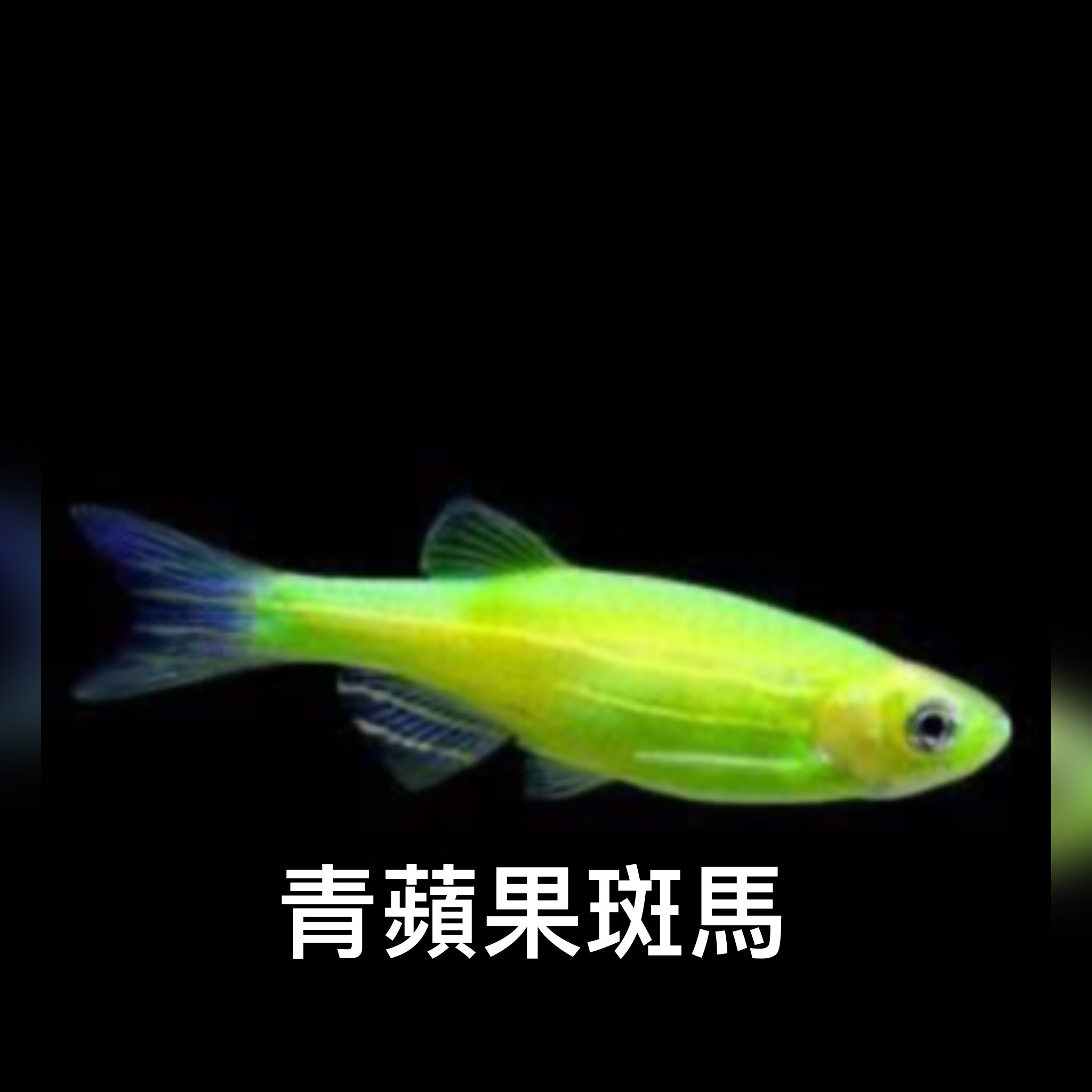 青蘋果斑馬 ｜zebrafish