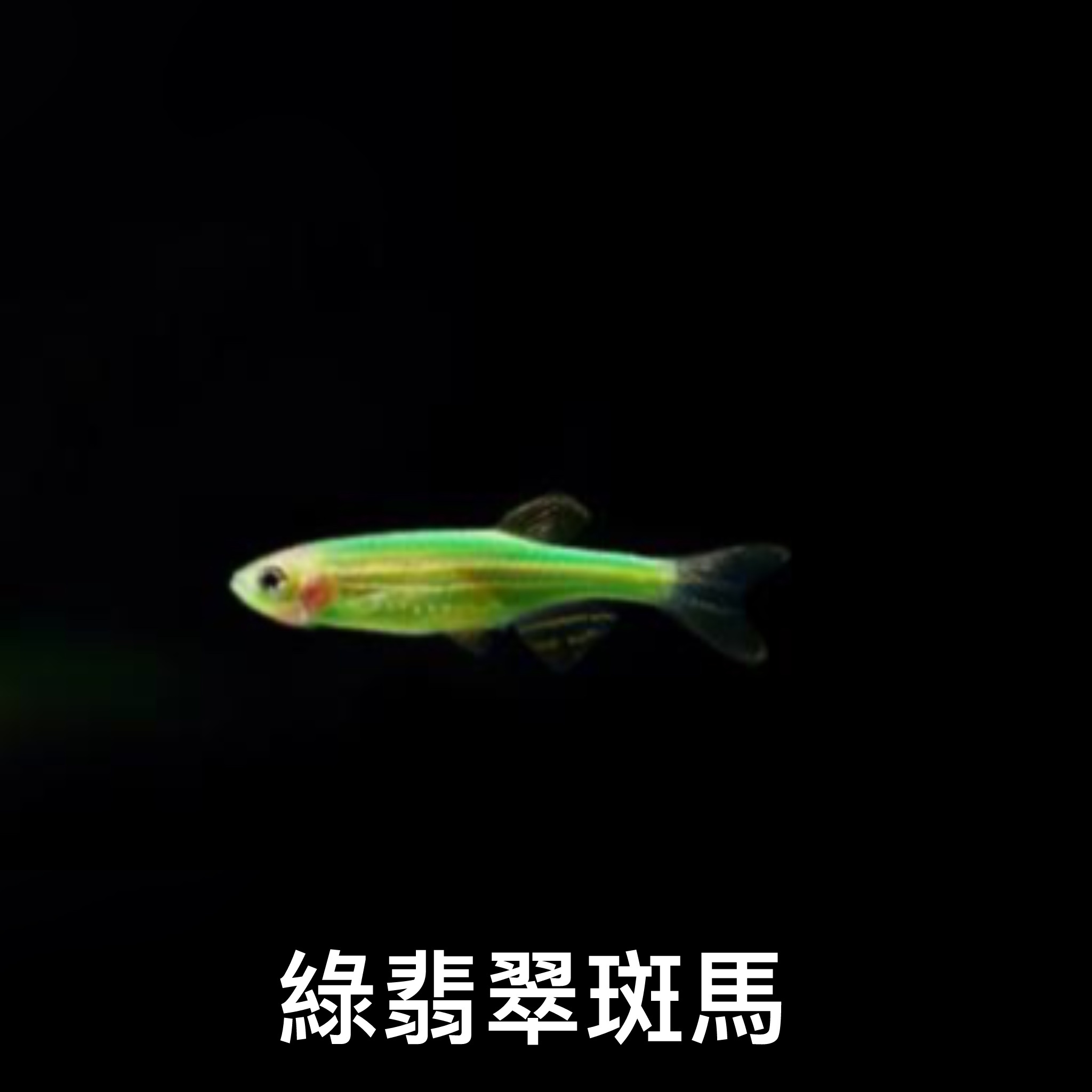 綠翡翠斑馬 ｜zebrafish