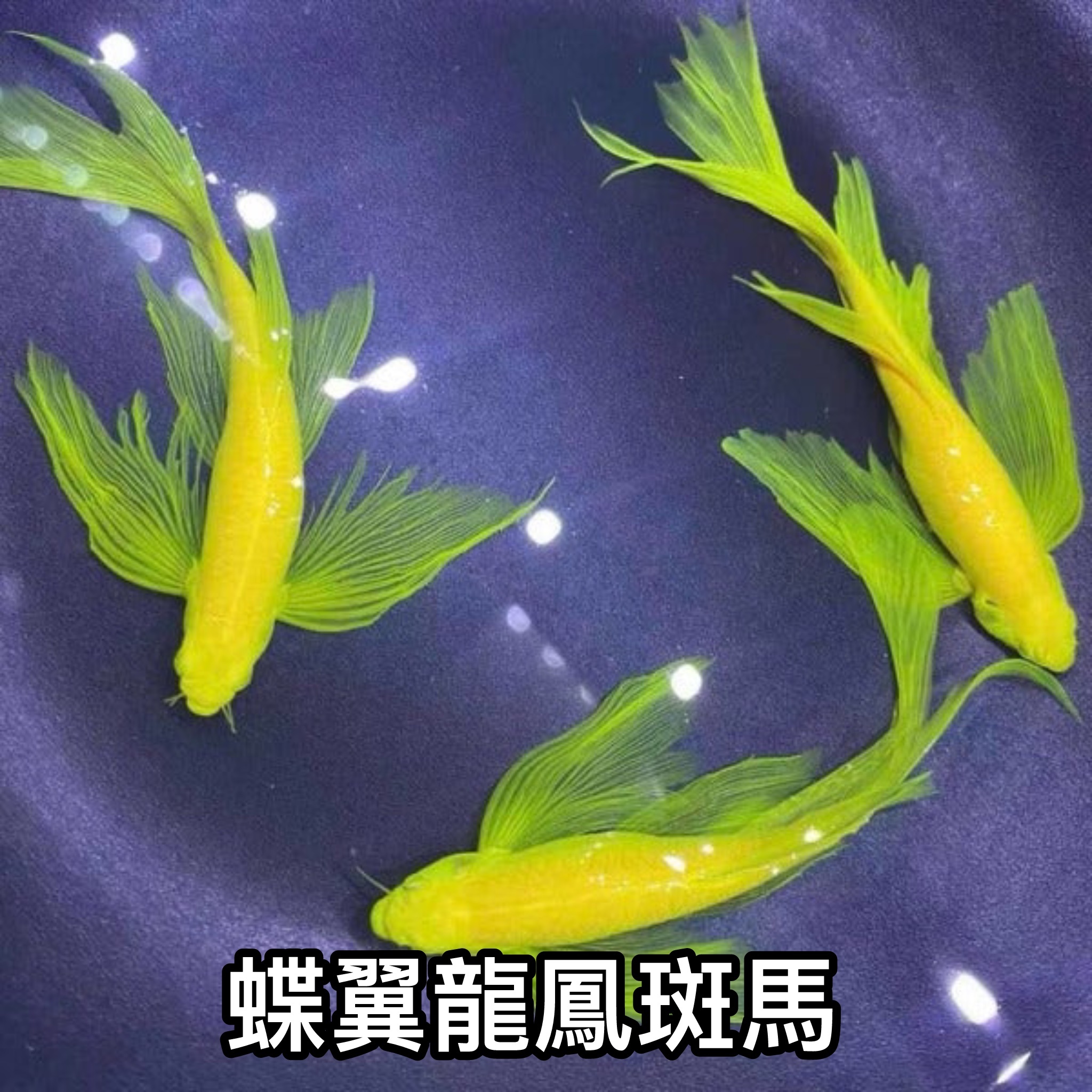 蝶翼龍鳳斑馬 ｜zebrafish