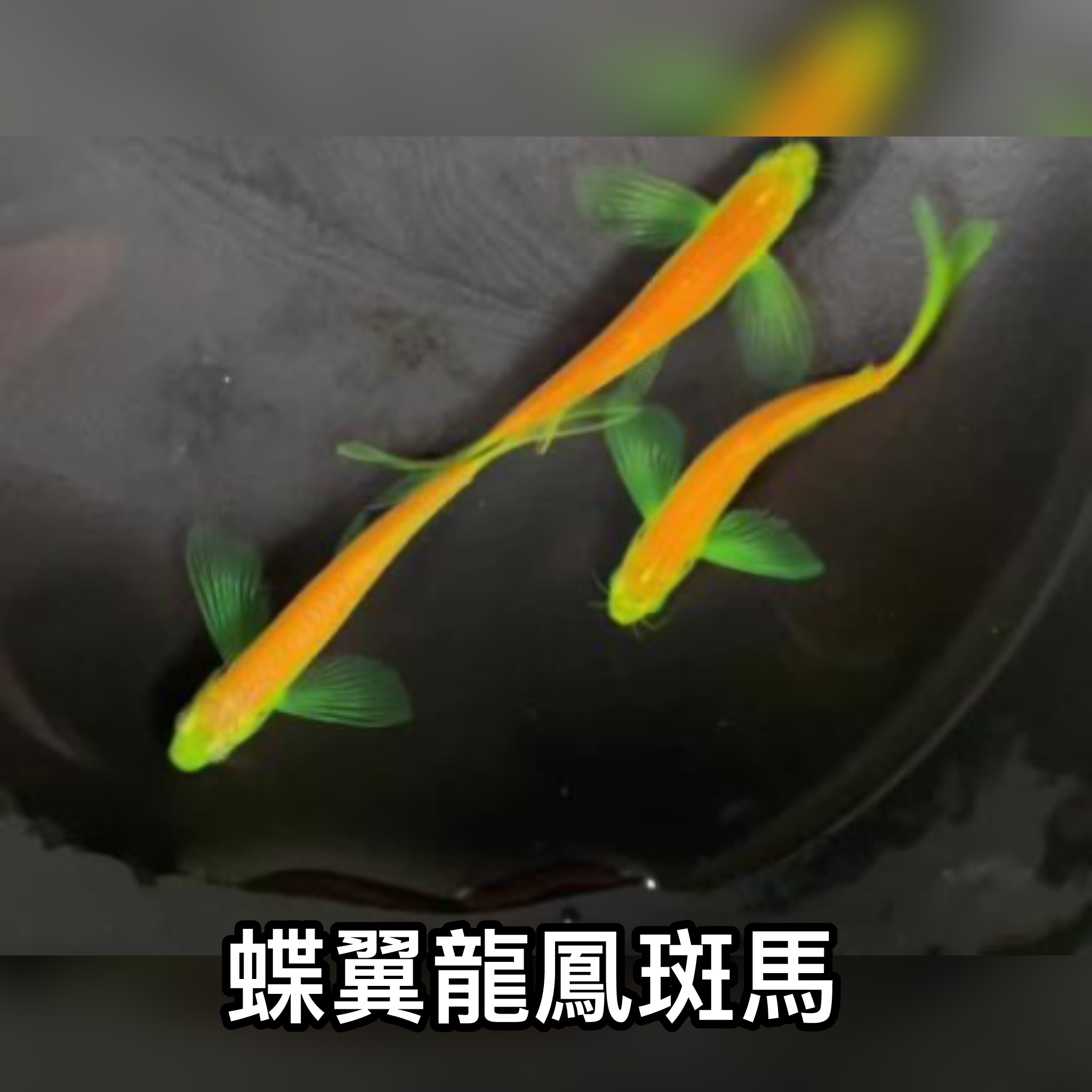 蝶翼龍鳳斑馬 ｜zebrafish