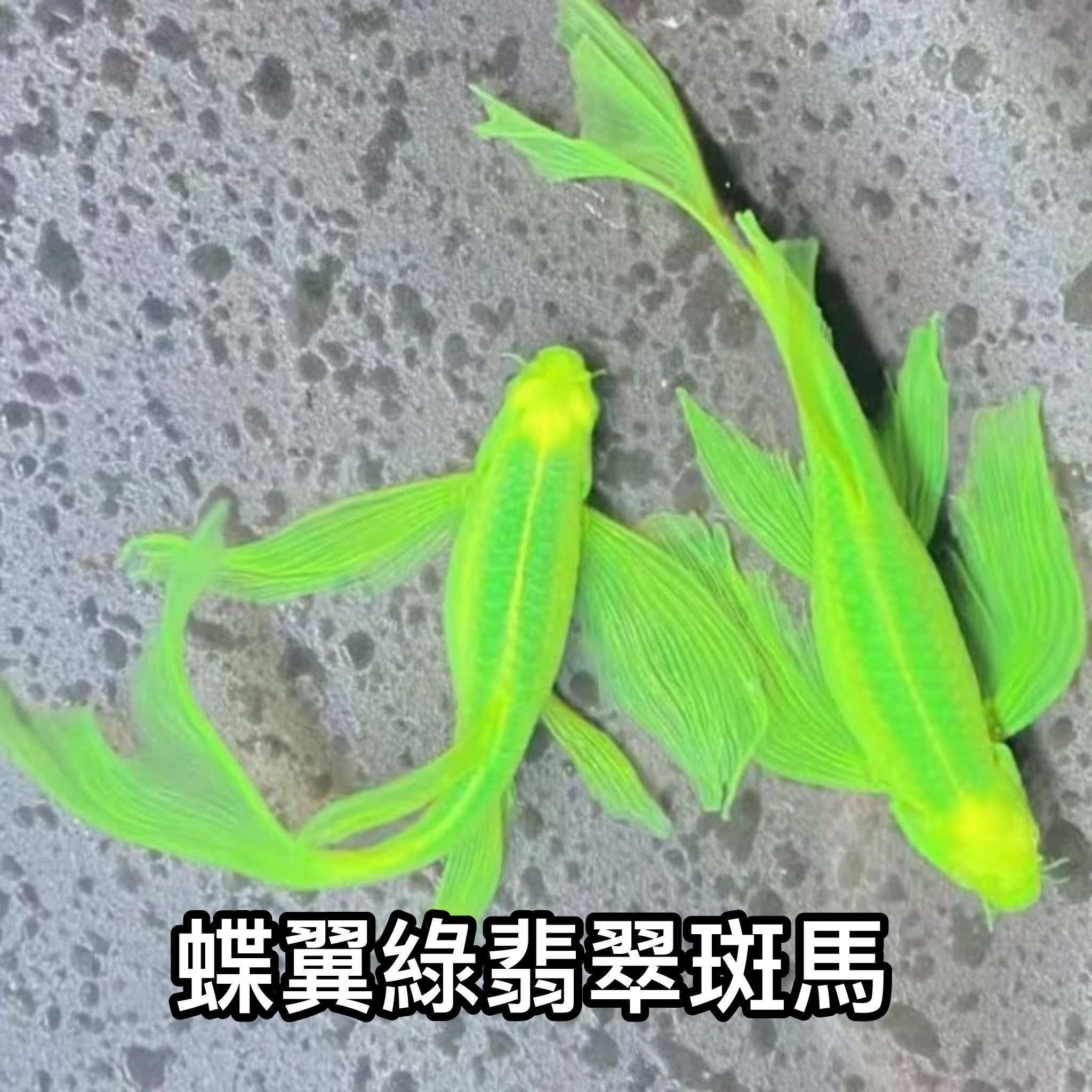 蝶翼綠翡翠斑馬 ｜zebrafish