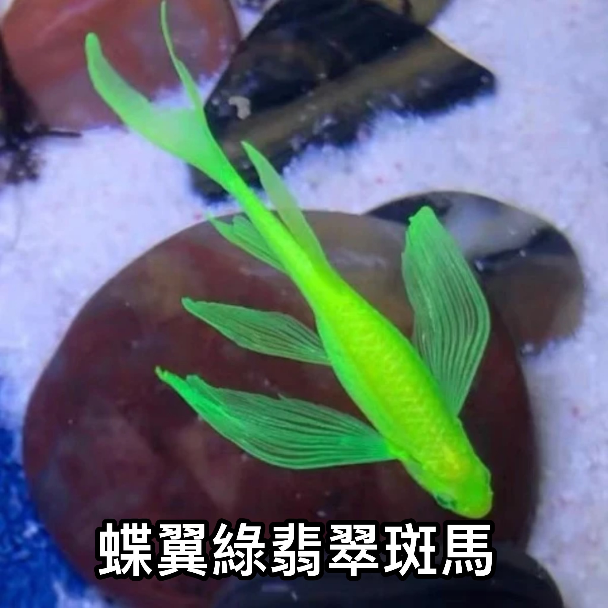 蝶翼綠翡翠斑馬 ｜zebrafish