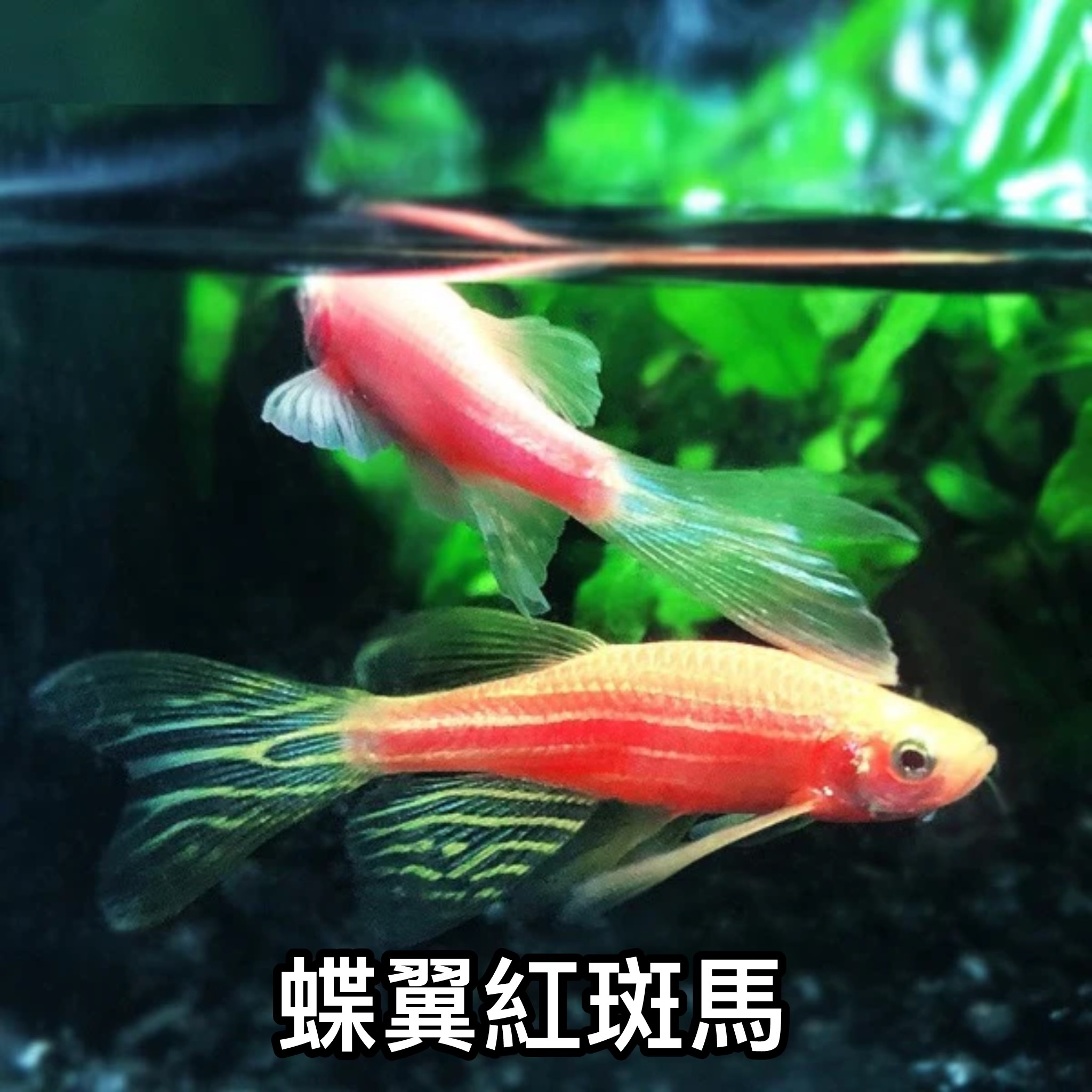 蝶翼紅斑馬 ｜zebrafish