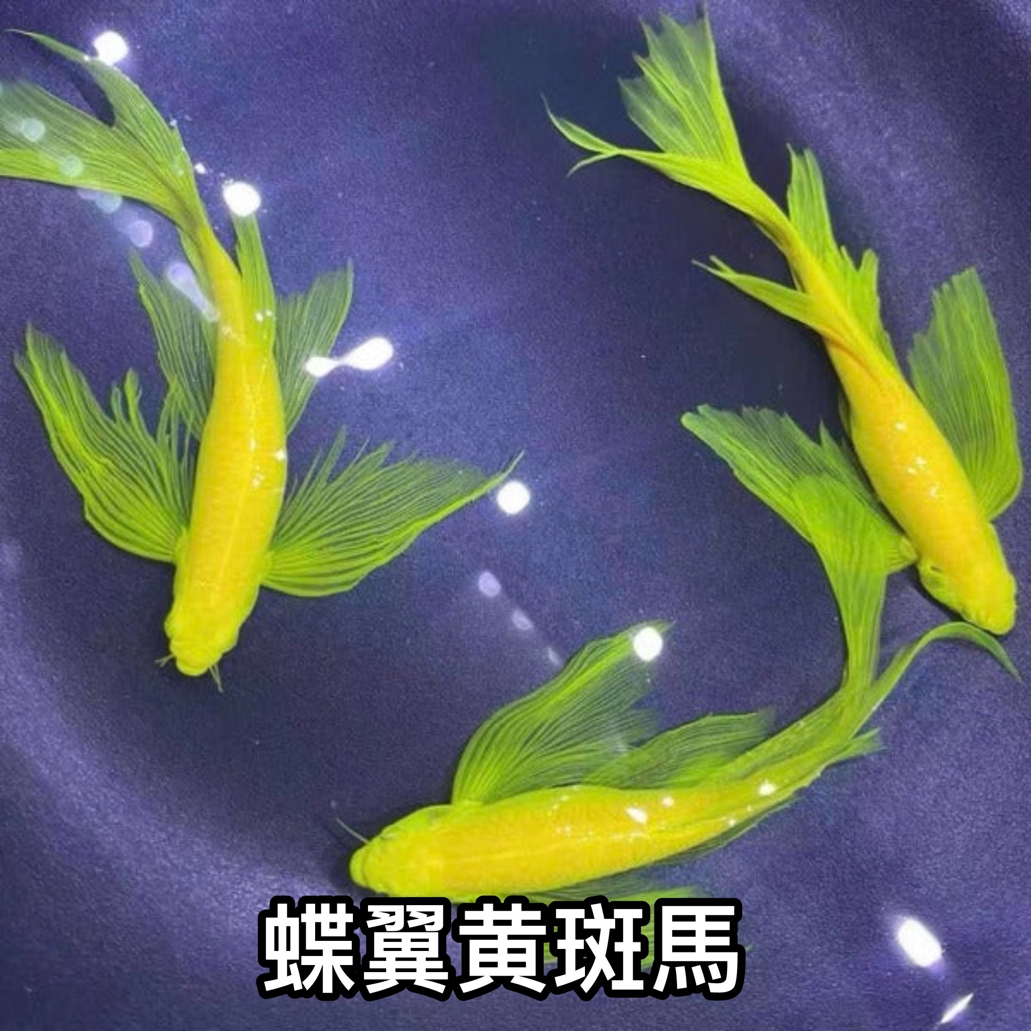 蝶翼黄斑馬 ｜zebrafish