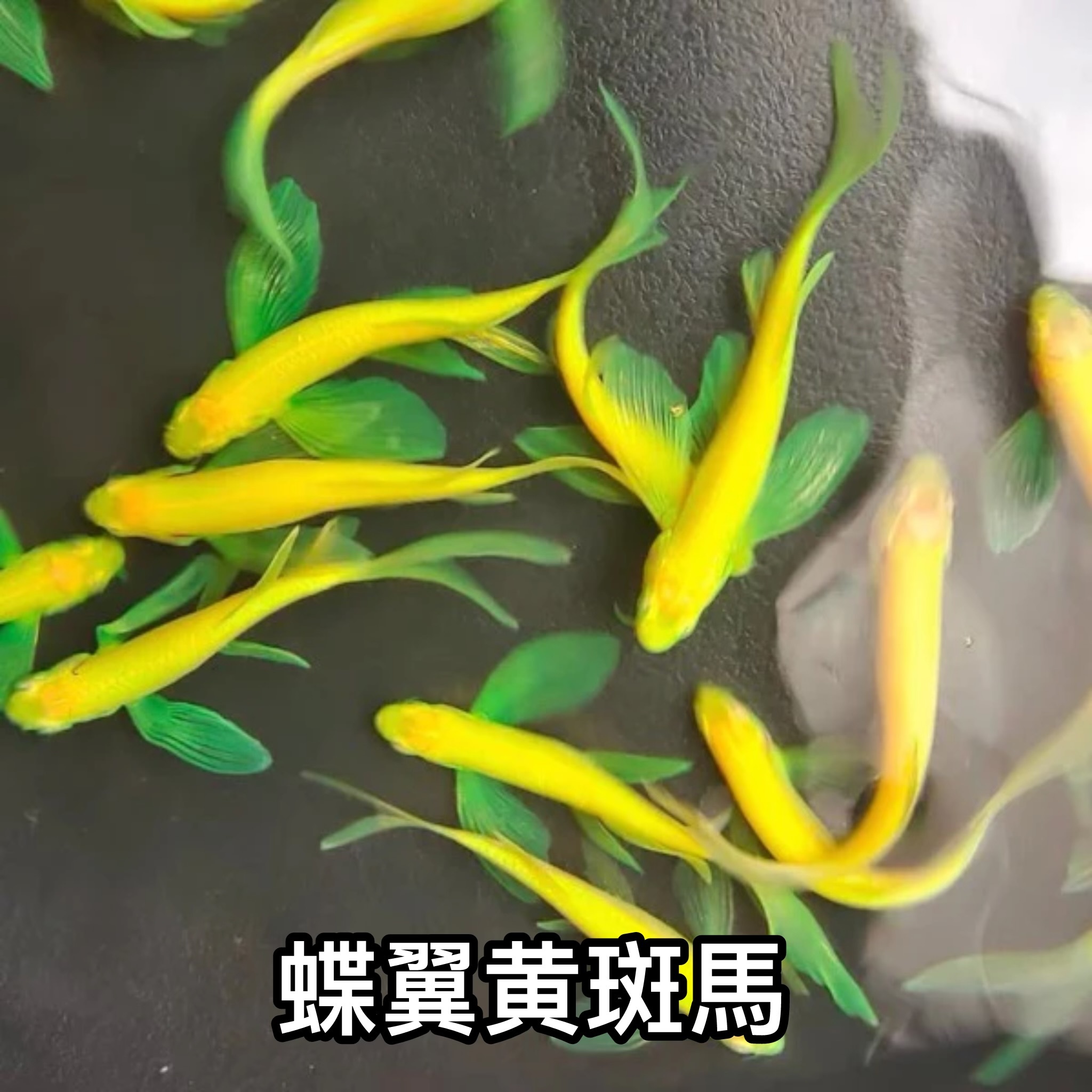蝶翼黄斑馬 ｜zebrafish