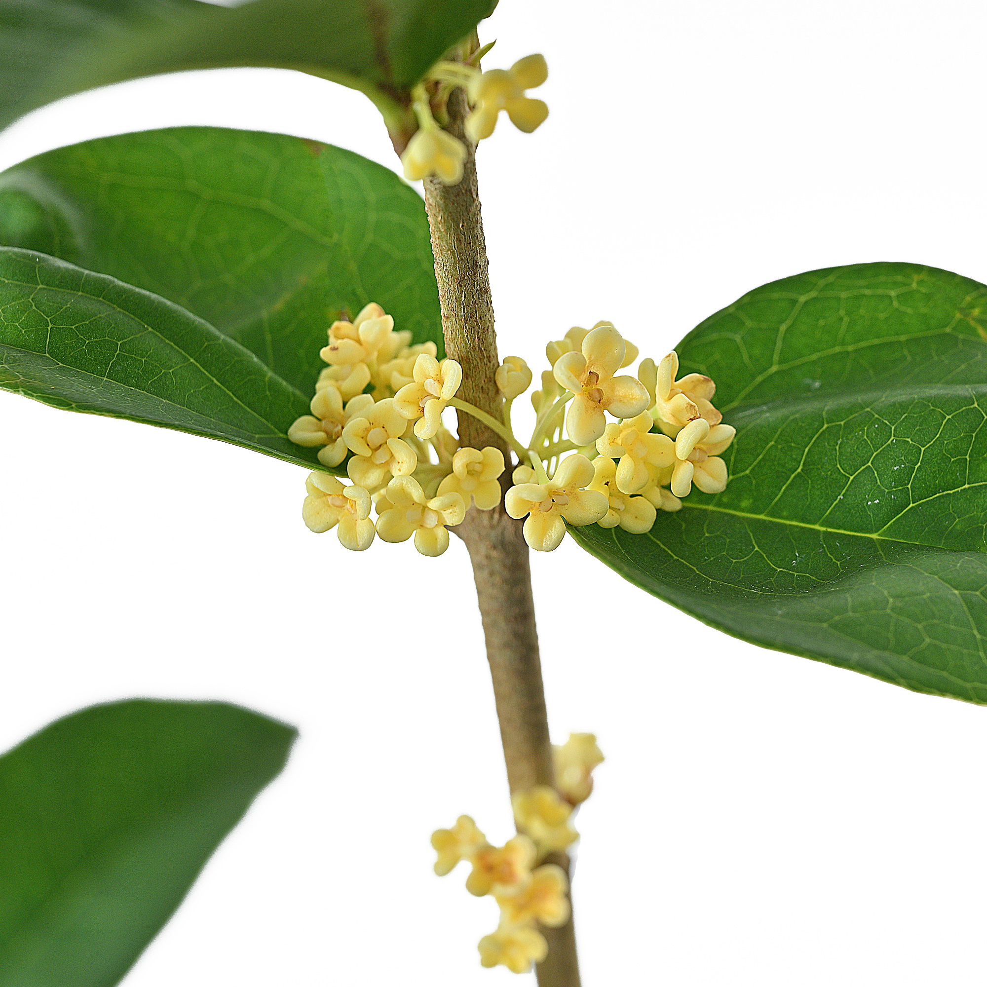 香水桂花(5寸盆栽)