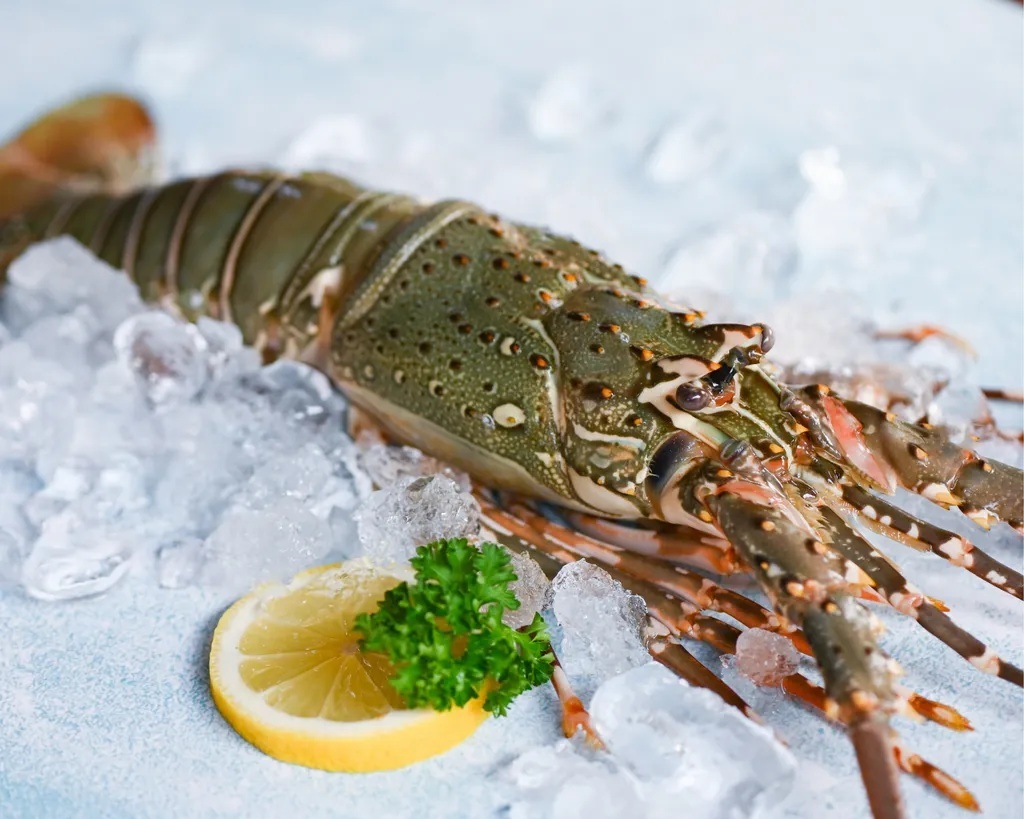 頂級青殼生凍龍蝦