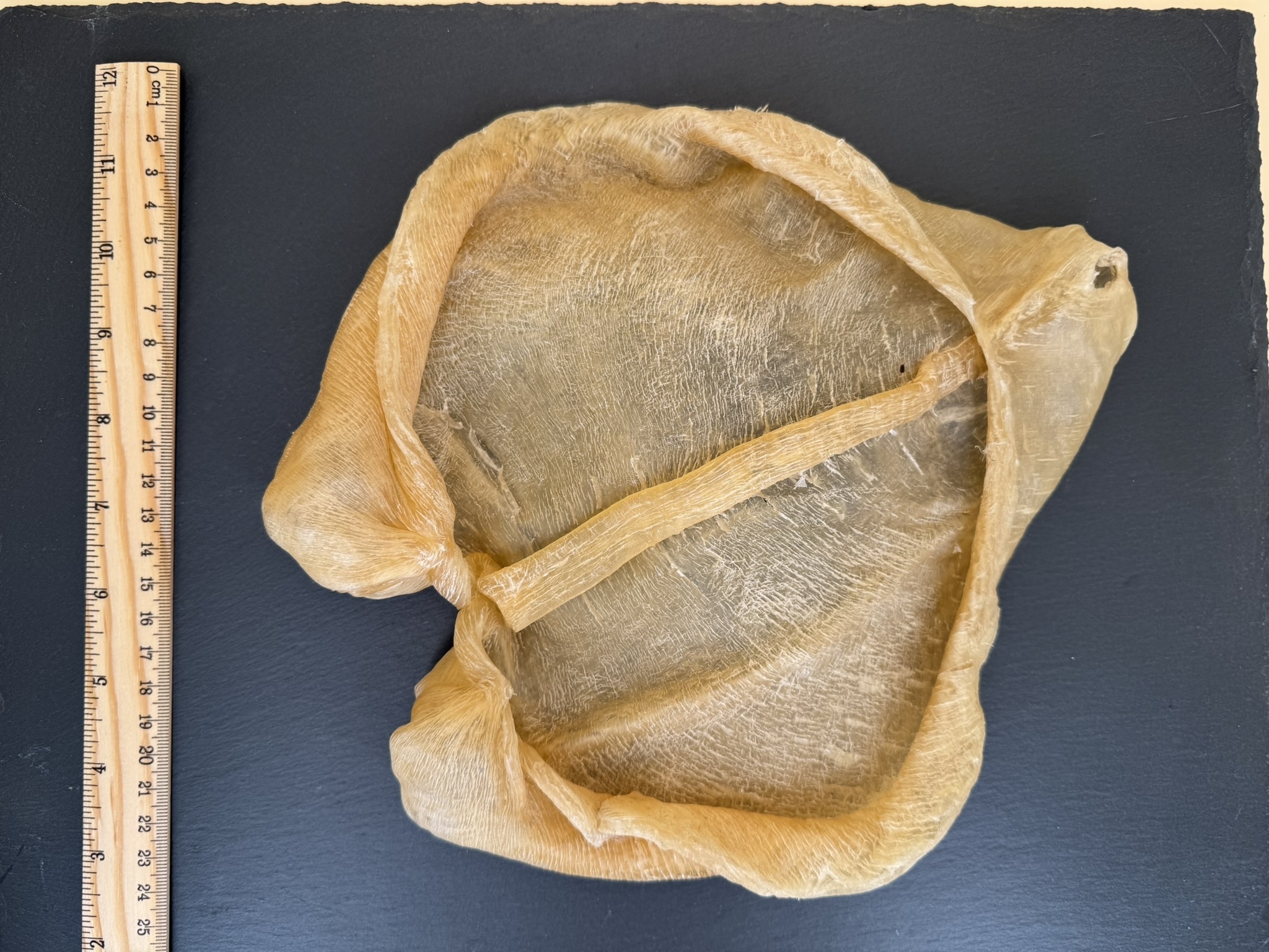 25年陳舊4頭黃花公膠     每斤