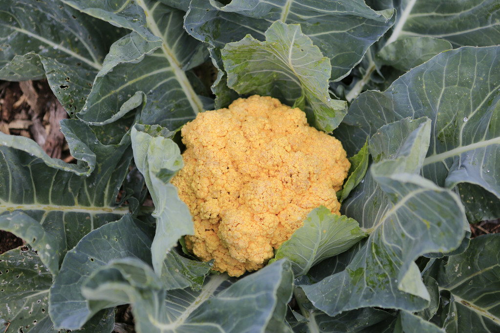Local Organic Cauliflower  (PC)