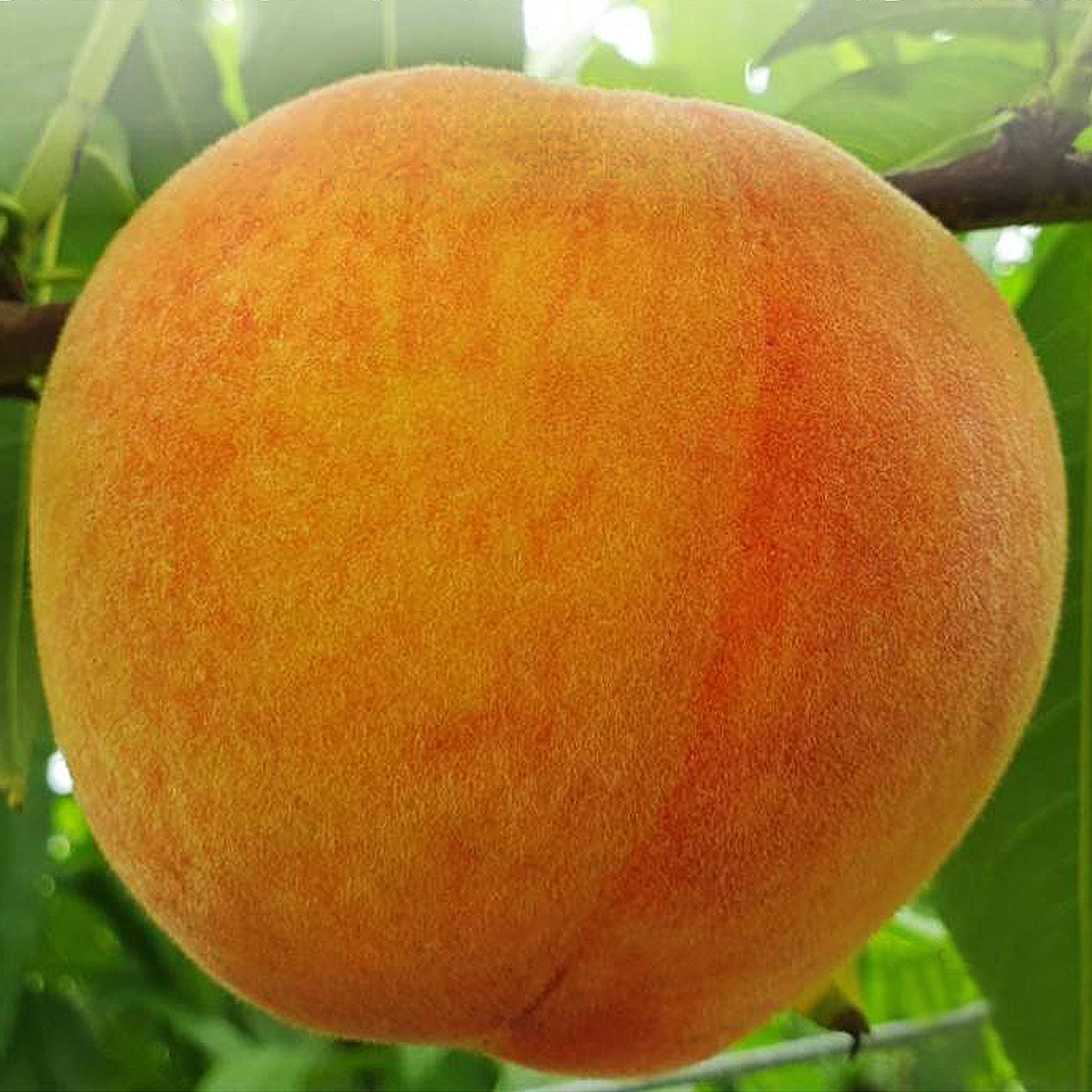 果樹苗水蜜桃「紅金」(台農9號) Peach