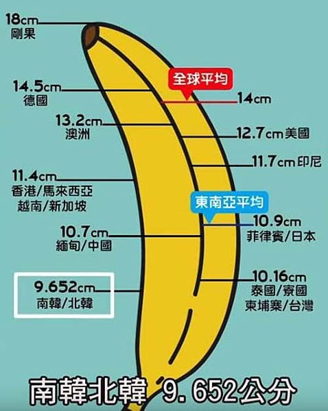 陰莖長度示意圖