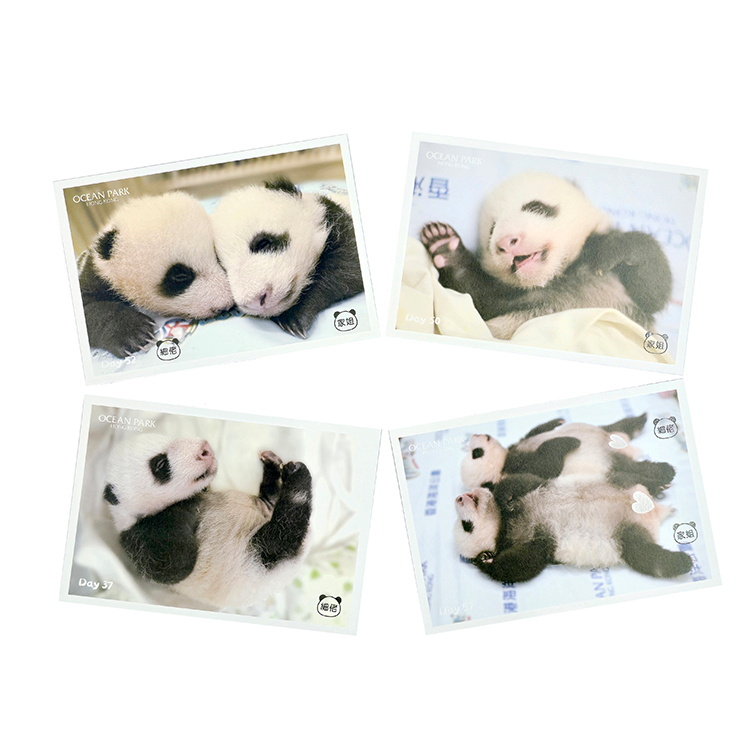 Postcard 4pcs Set – Panda Cubs