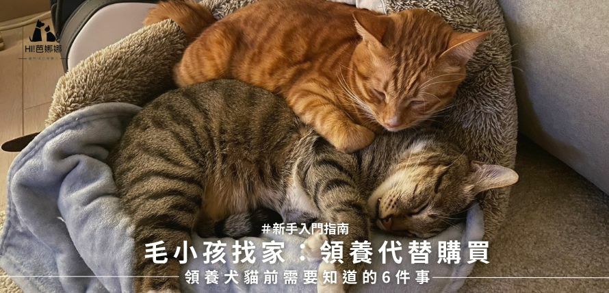 毛小孩找家：領養代替購買，領養犬貓前需要知道的6件事