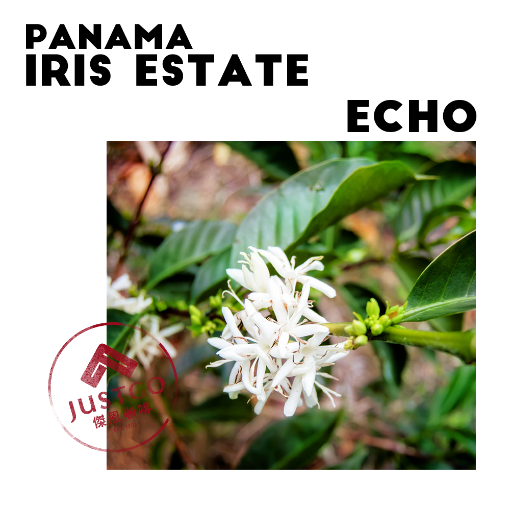 [生豆] 巴拿馬 Iris Estate Echo（迴音）GESHA 二氧化碳浸漬 帶果皮水洗