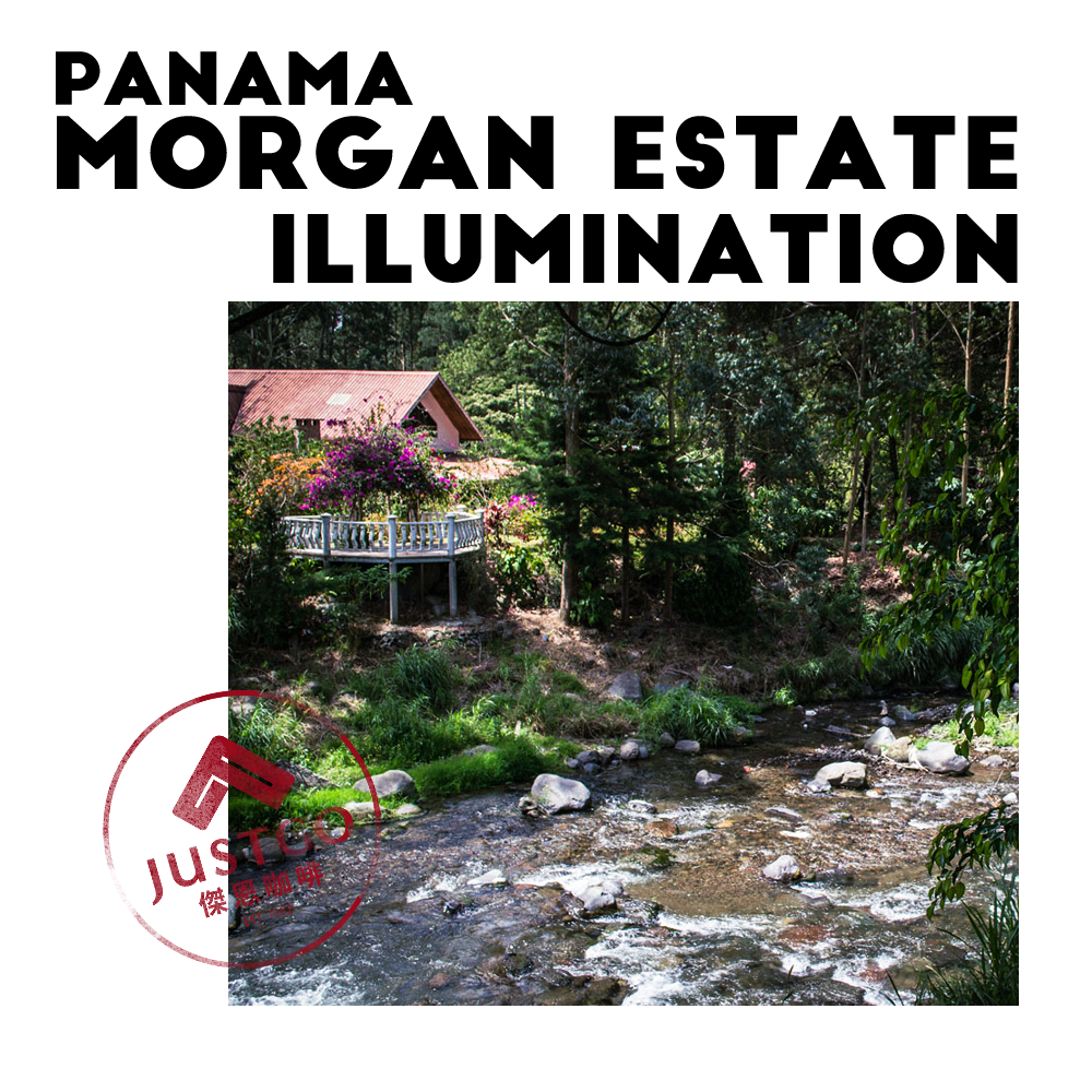 [生豆] 巴拿馬 Morgan Estate Illumination（光明）GESHA 二氧化碳浸漬水洗