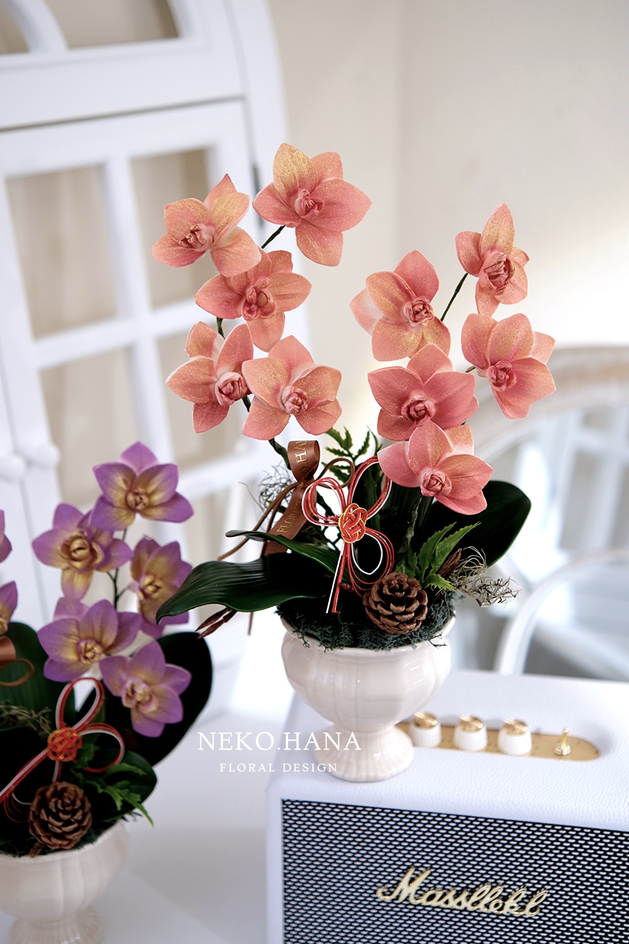 雙色蝴蝶蘭盆栽