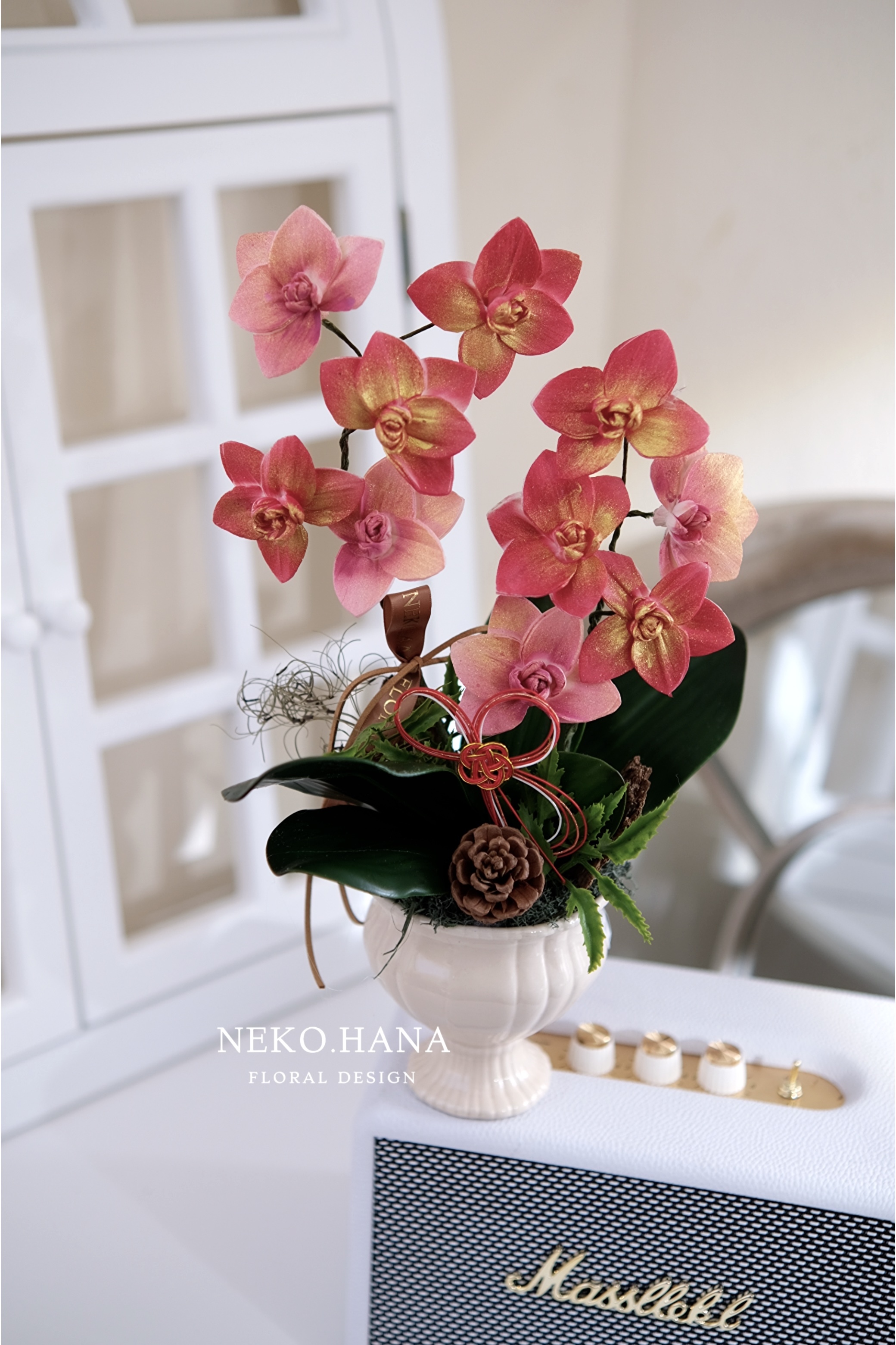 雙色蝴蝶蘭盆栽