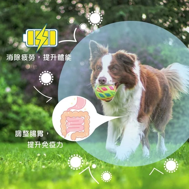 DDY - 胜肽膠原蛋白-膠囊 60粒裝 (貓狗通用)