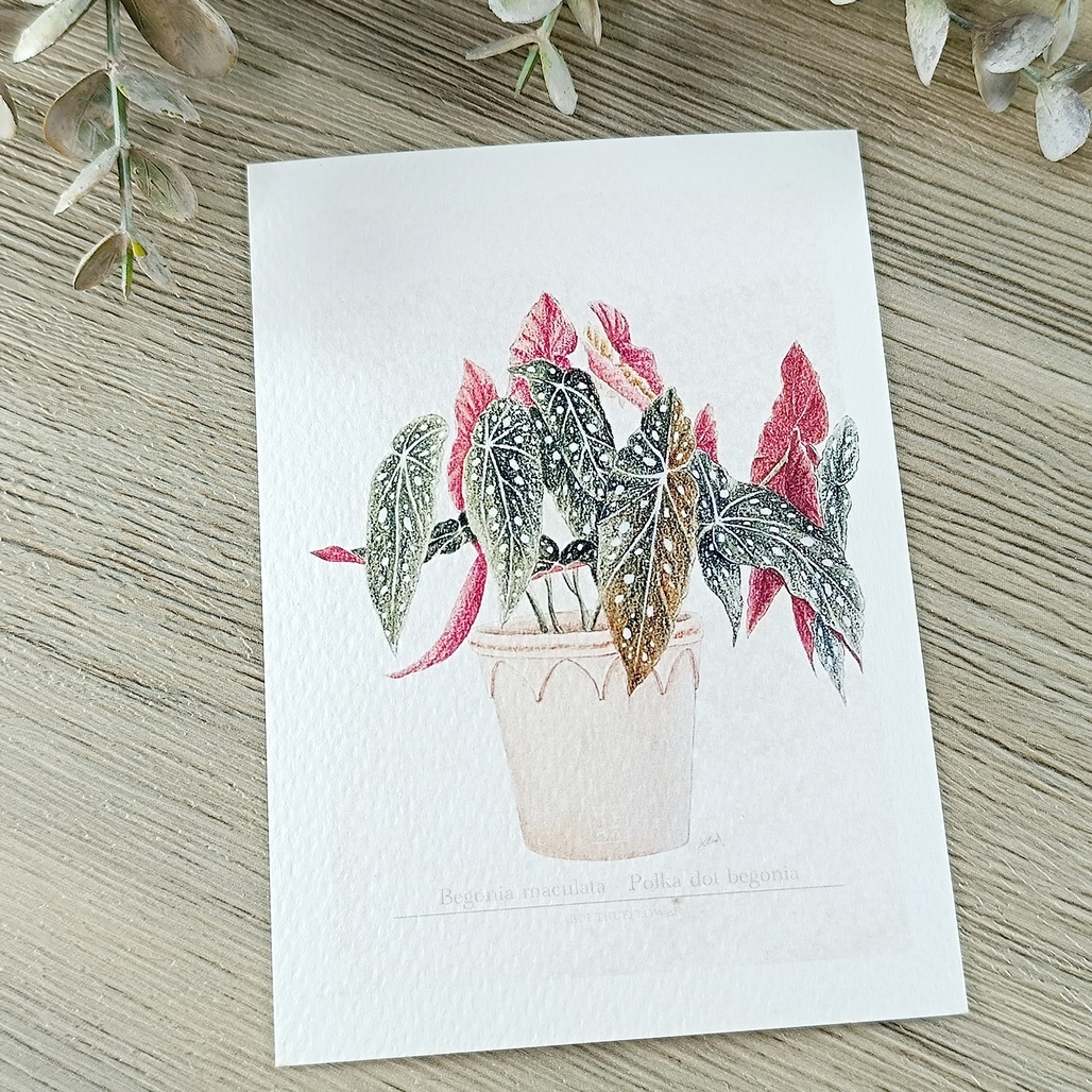 竹工凡花．復古的觀葉植物圖鑑卡片 明信片 共七款