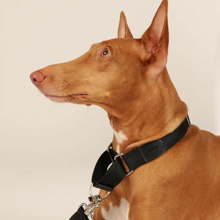 martingale collar