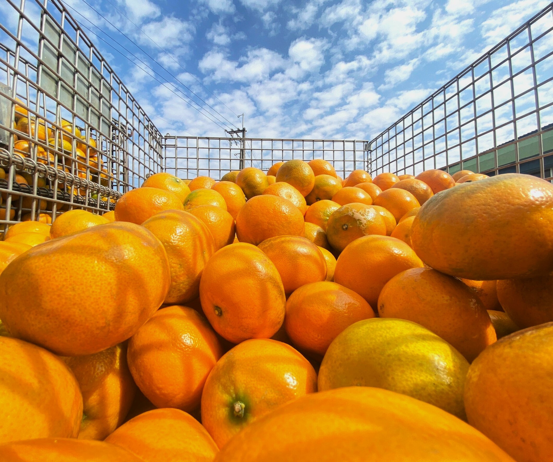 100%茂谷柑原汁【950ml瓶裝】