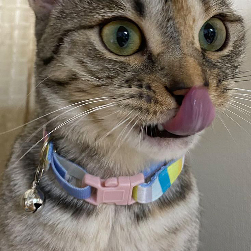 貓用項圈/條紋