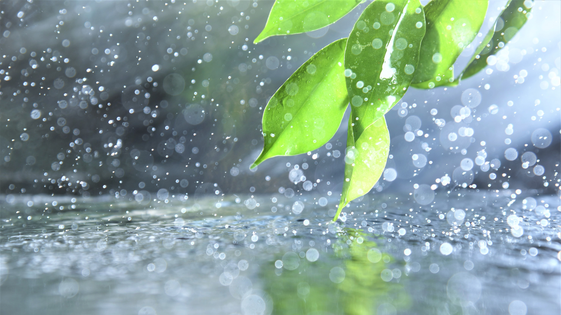 雨水,立春,春天,節氣,二十四節氣,下雨,春日,旅行,中藥,健脾養氣,
