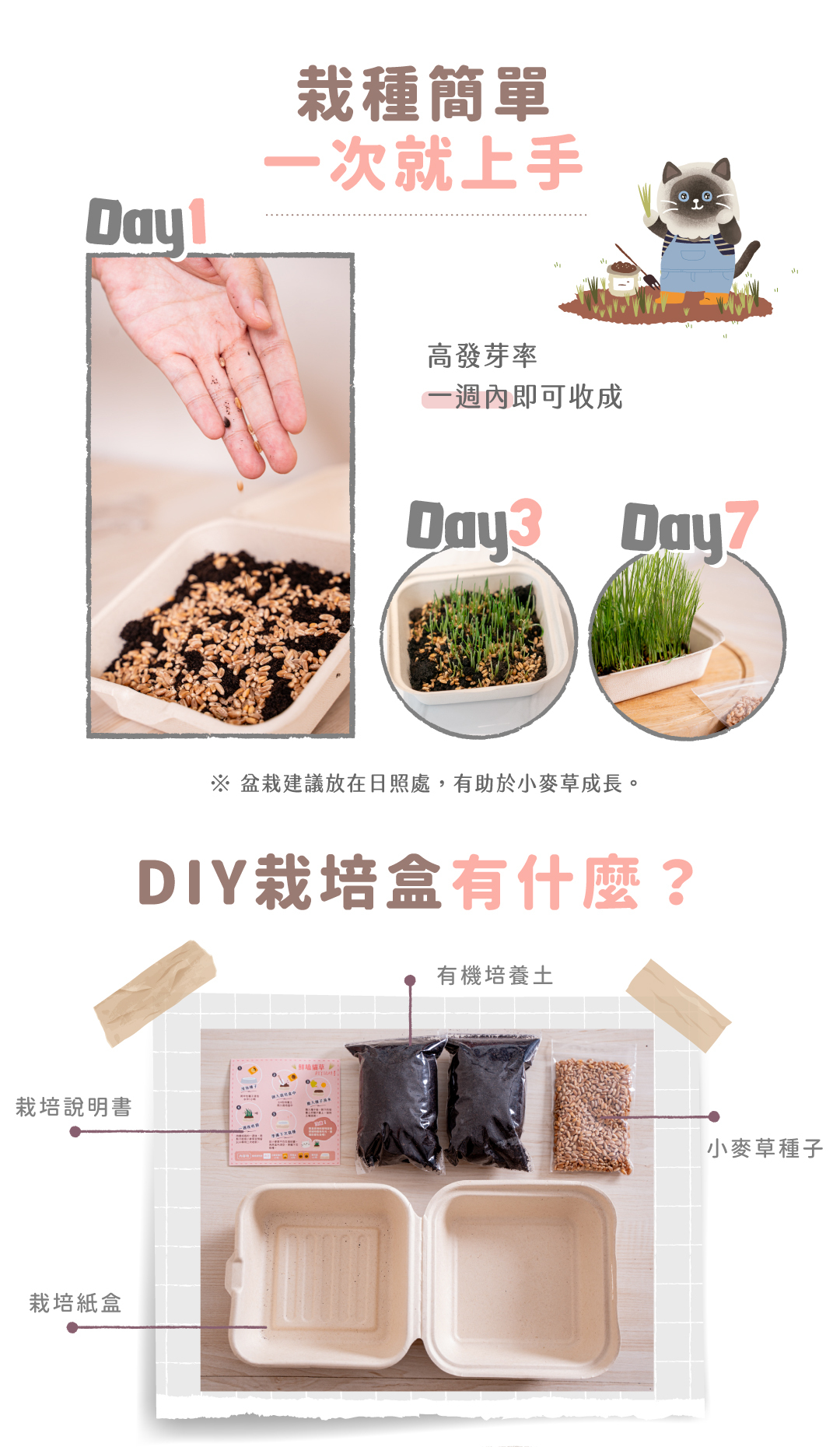 貪貪鮮嗑貓草DIY組
