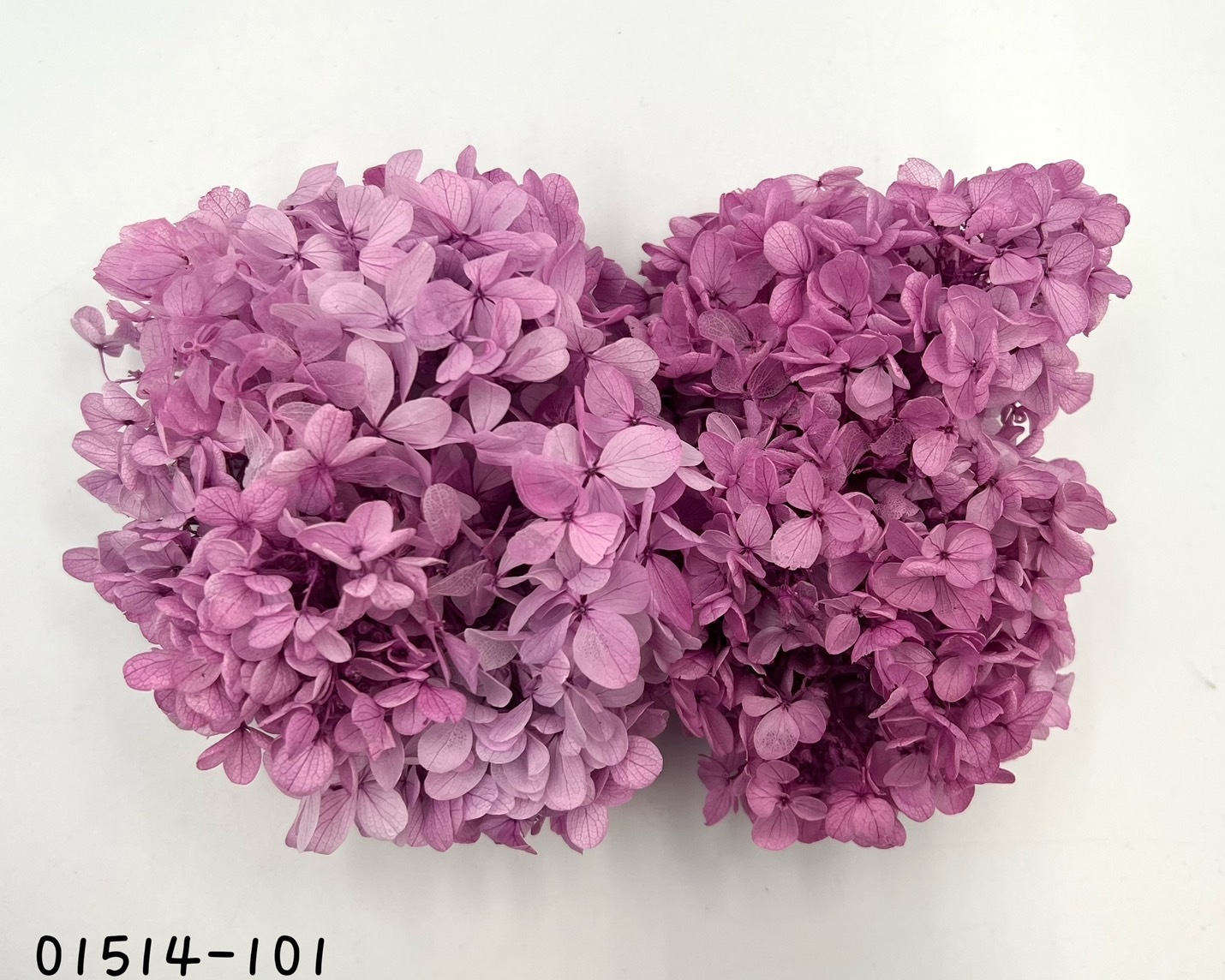 日本不凋中葉漸層繡球 01514-101