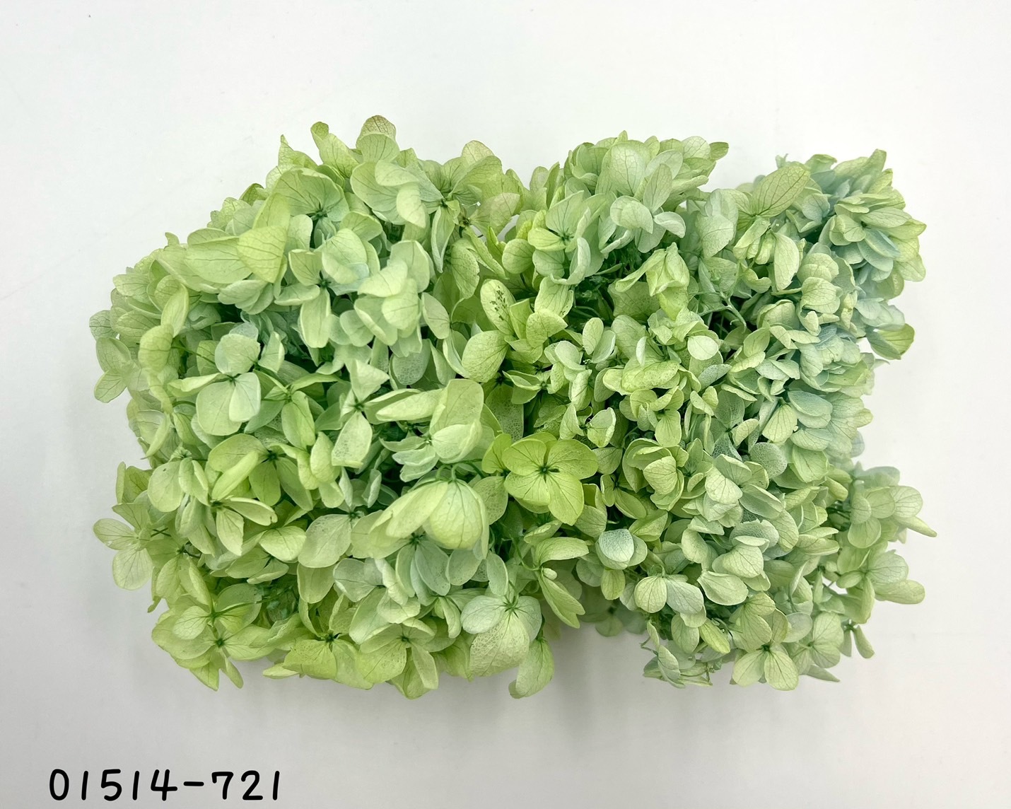 日本不凋中葉漸層繡球 01514-721