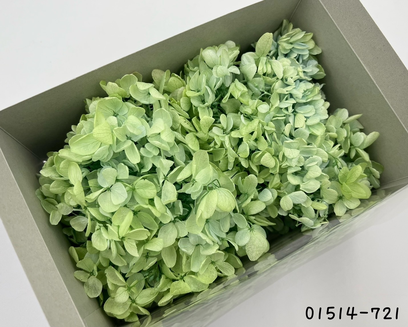 日本不凋中葉漸層繡球 01514-721