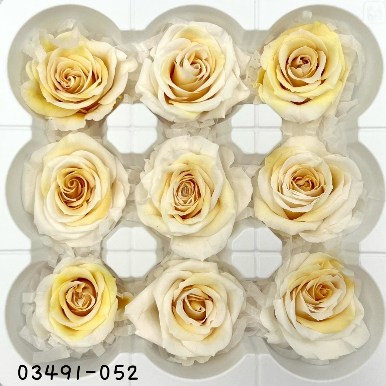 日本不凋中輪漸層玫瑰(9朵) 03491-052