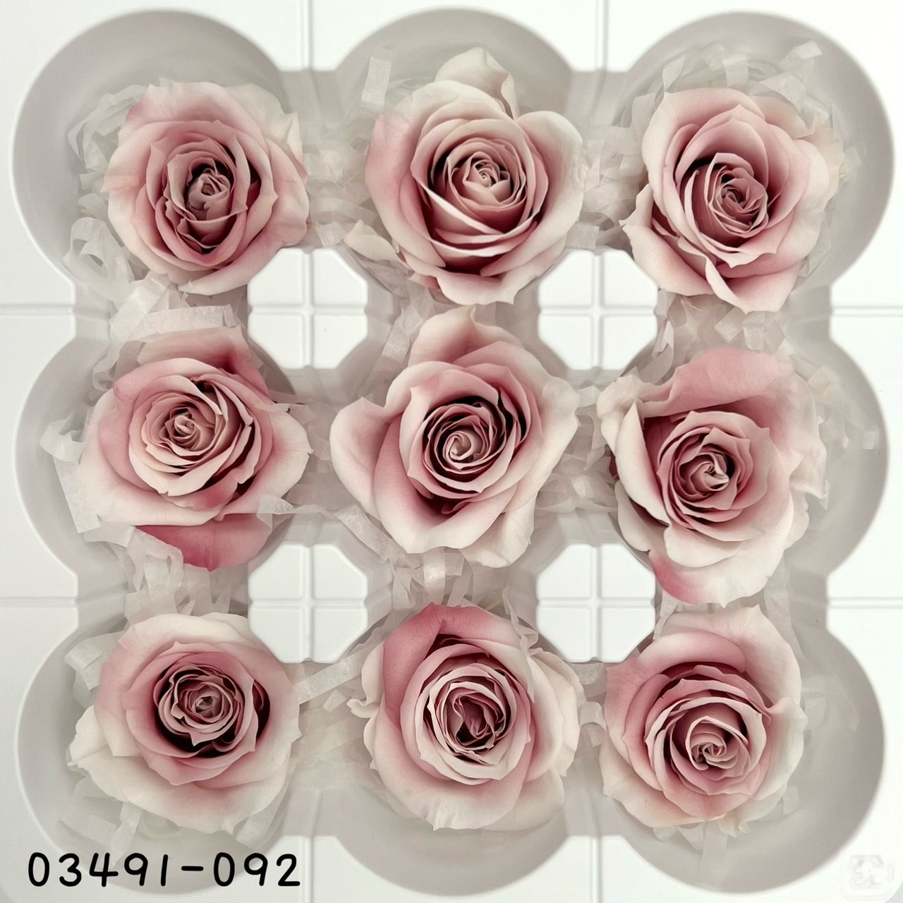 日本不凋中輪漸層玫瑰(9朵) 03491-092