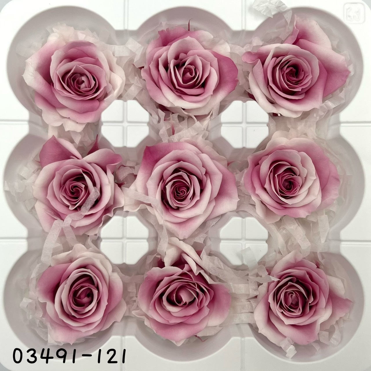 日本不凋中輪漸層玫瑰(9朵) 03491-121