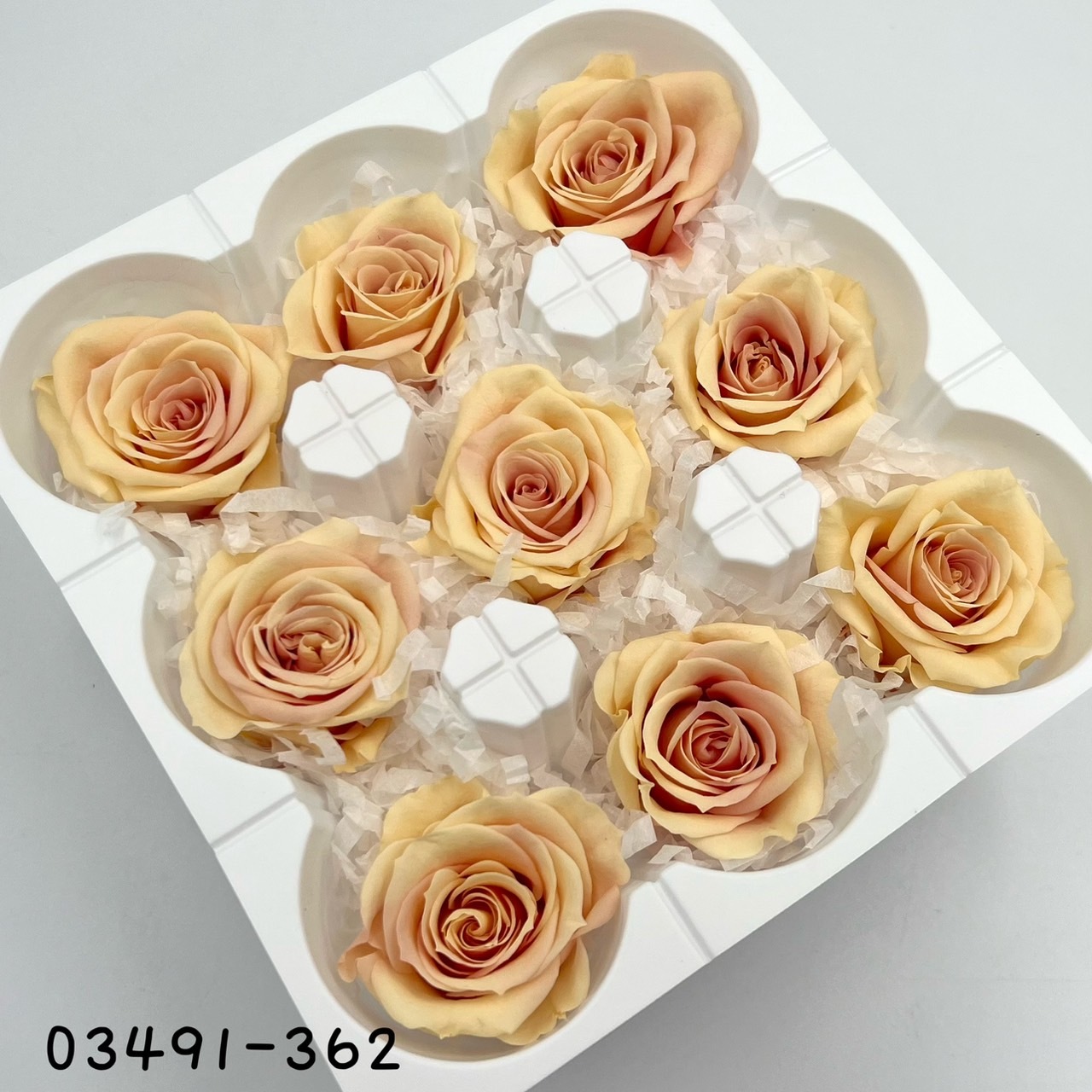 日本不凋中輪漸層玫瑰(9朵) 03491-362