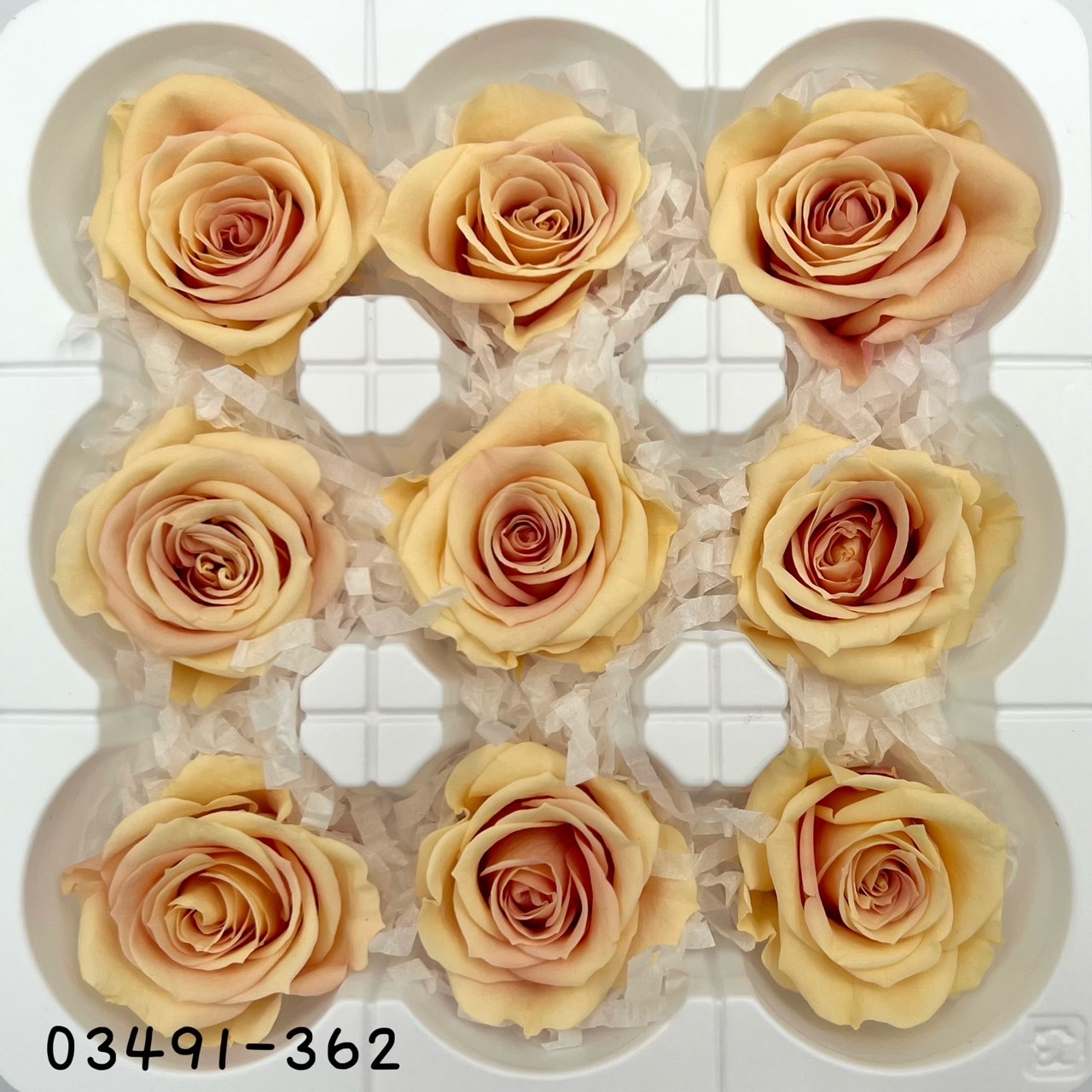 日本不凋中輪漸層玫瑰(9朵) 03491-362