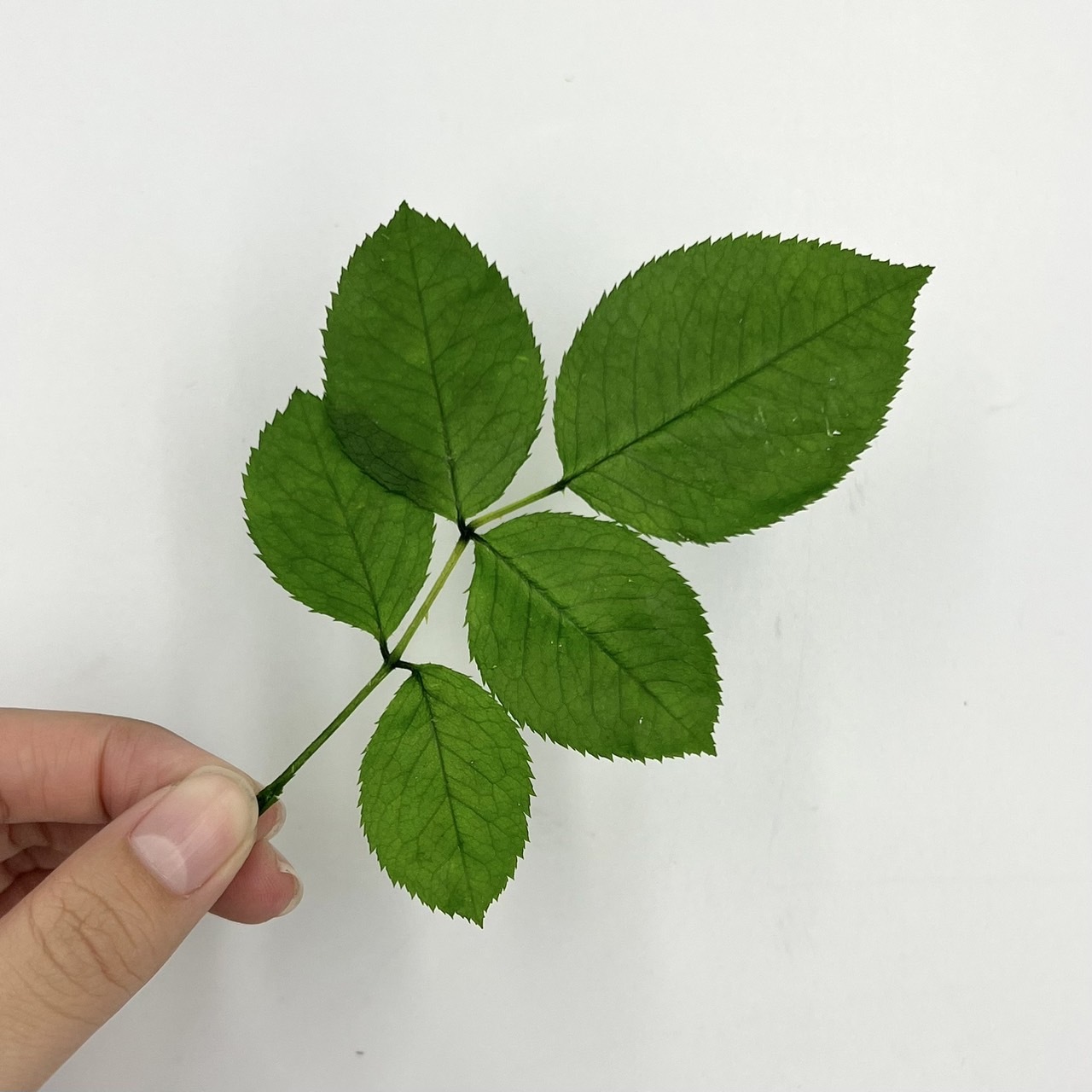 日本不凋玫瑰葉03742-700