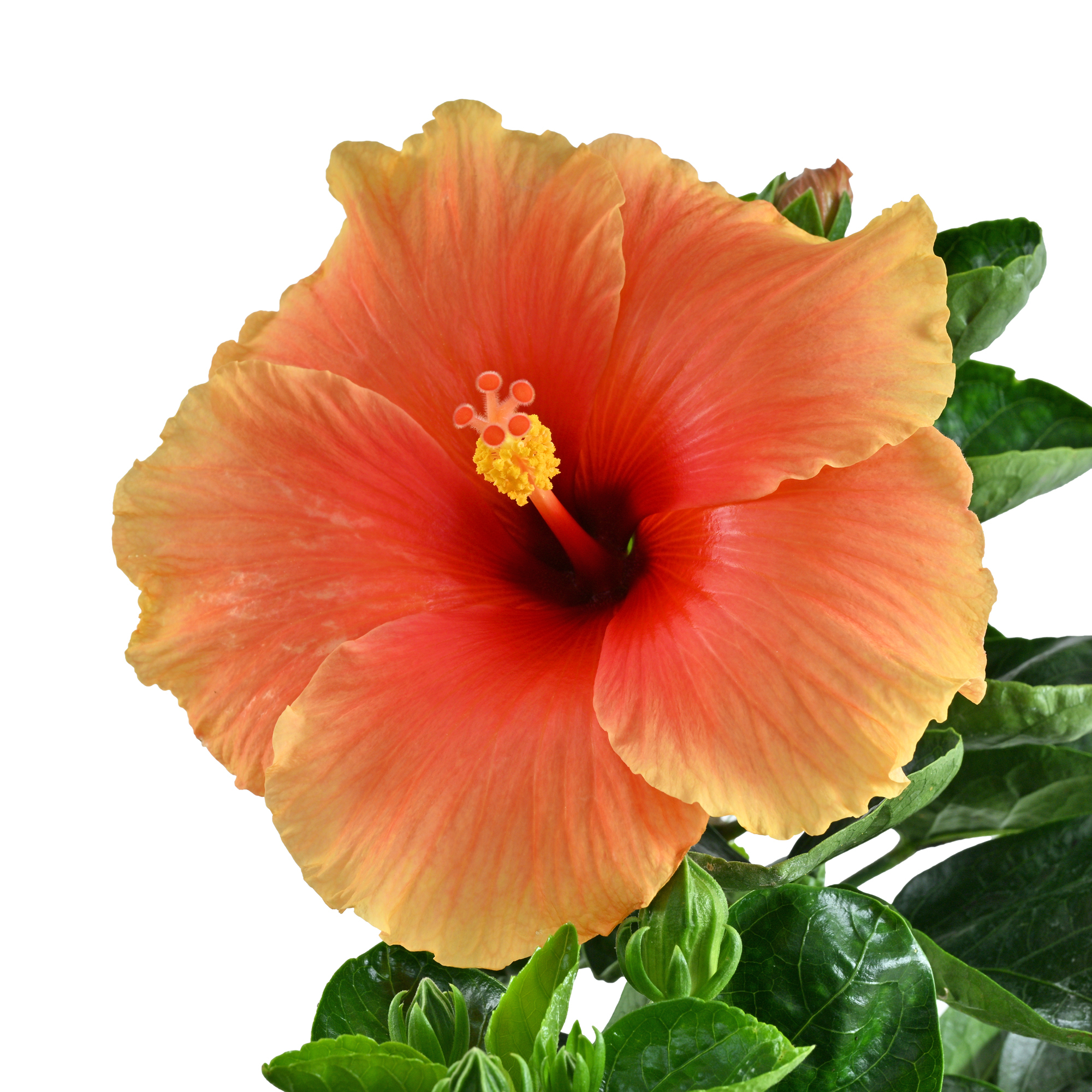 朱槿「金阿波羅」(4寸盆栽)