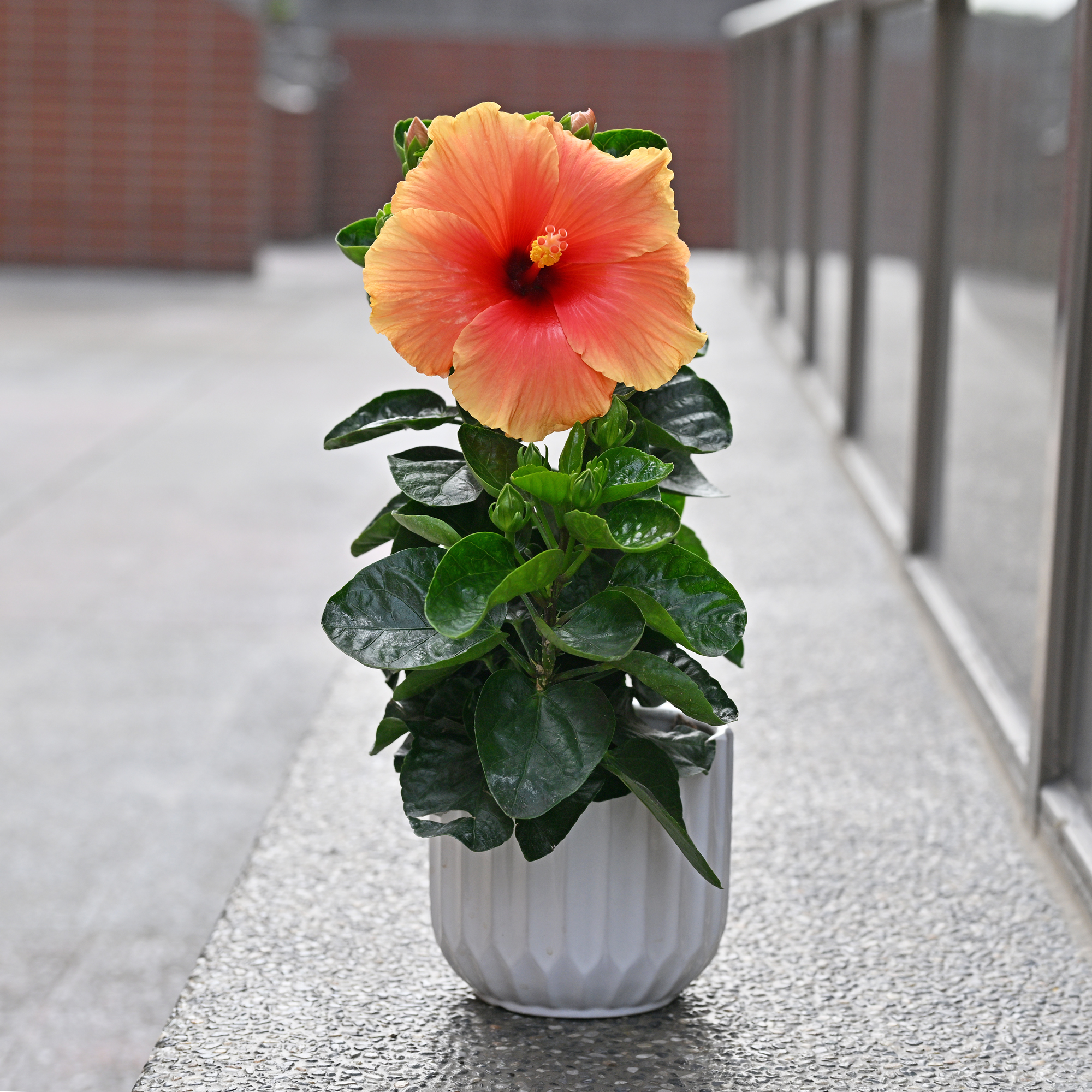 original.JPG?1737531146