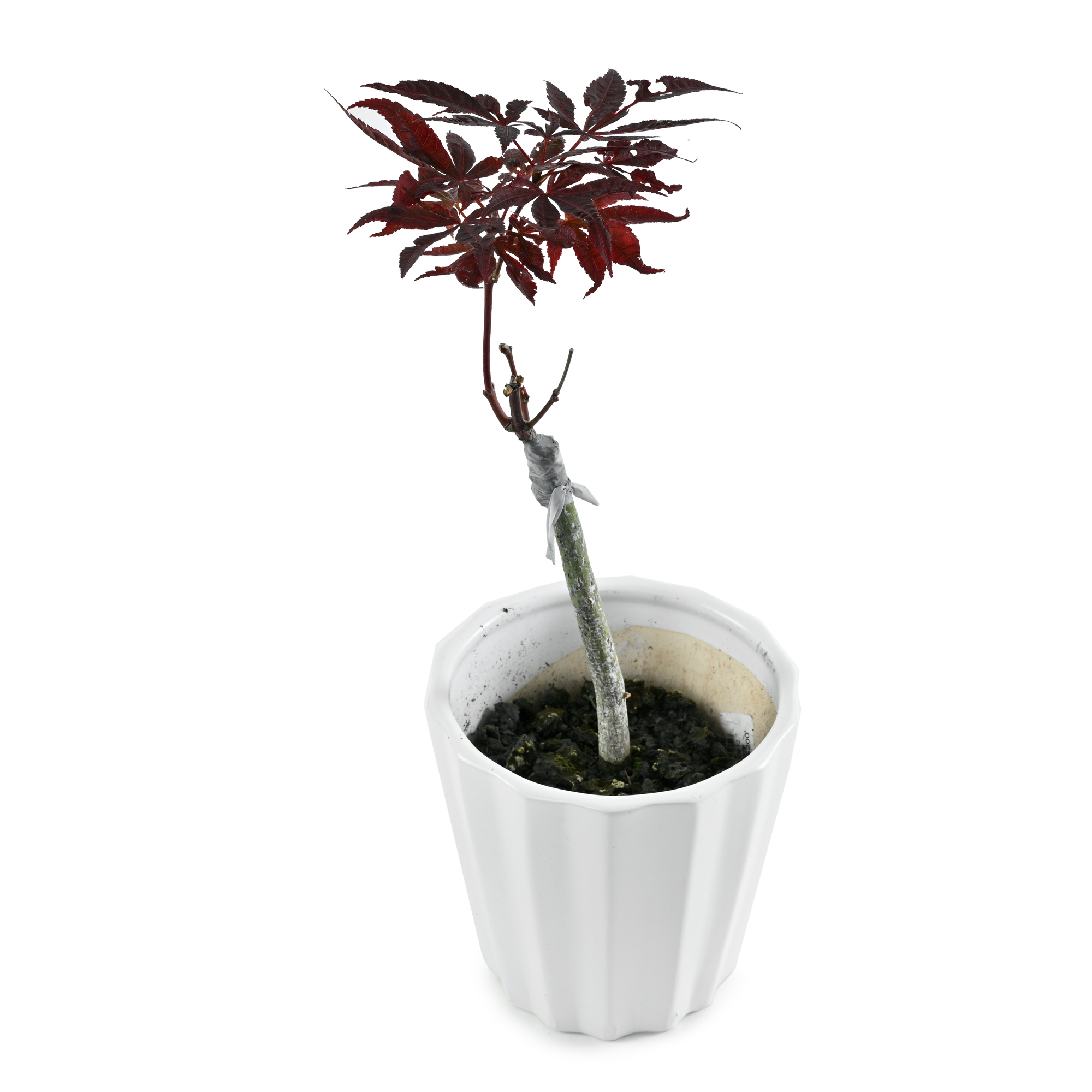 盆栽　楓　樹高51cm 盆栽】第99回 国風盆栽展 かえで Maple 【Bonsai】The 99th Kokufu